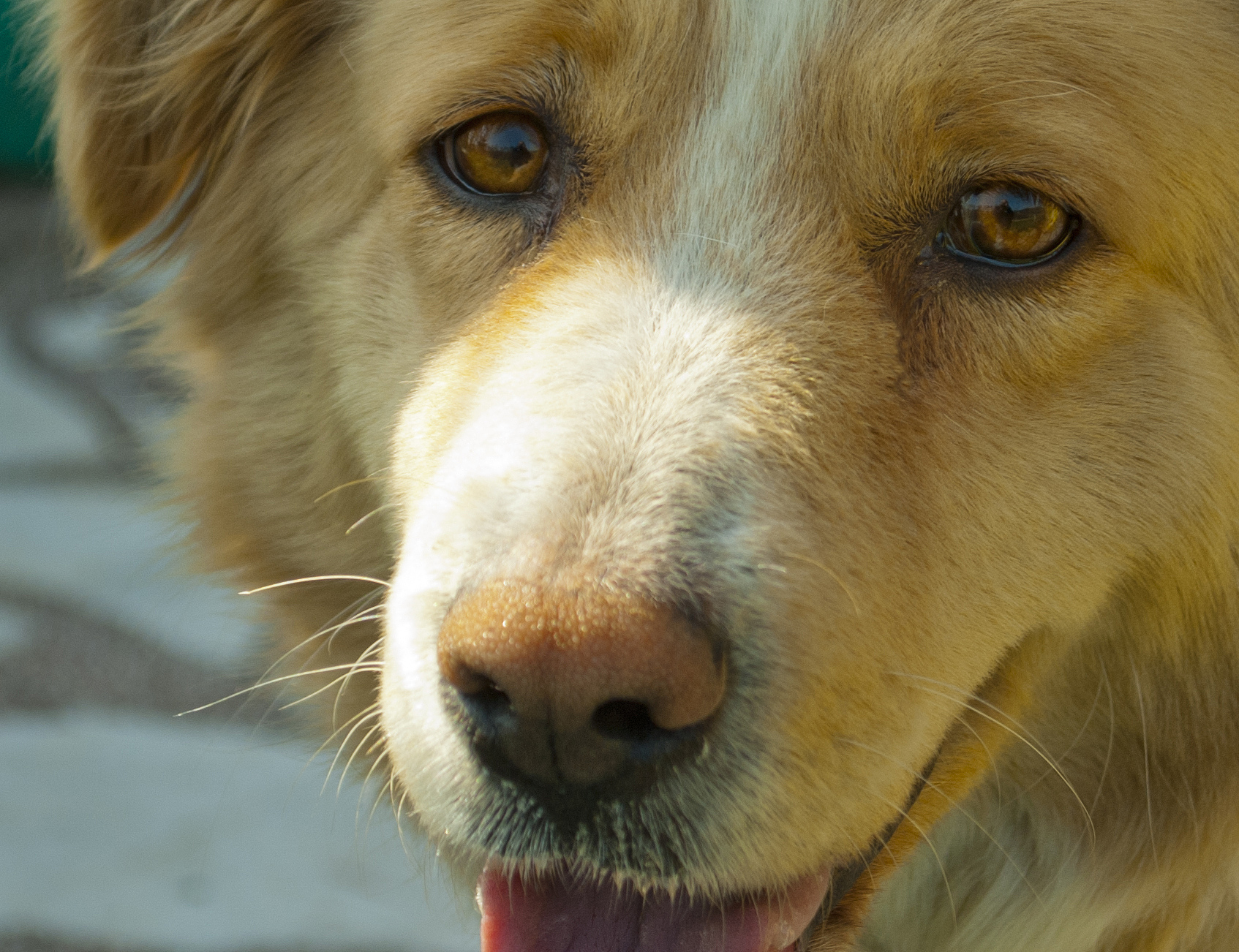 狗中毒也会怕光吗回答+拓展