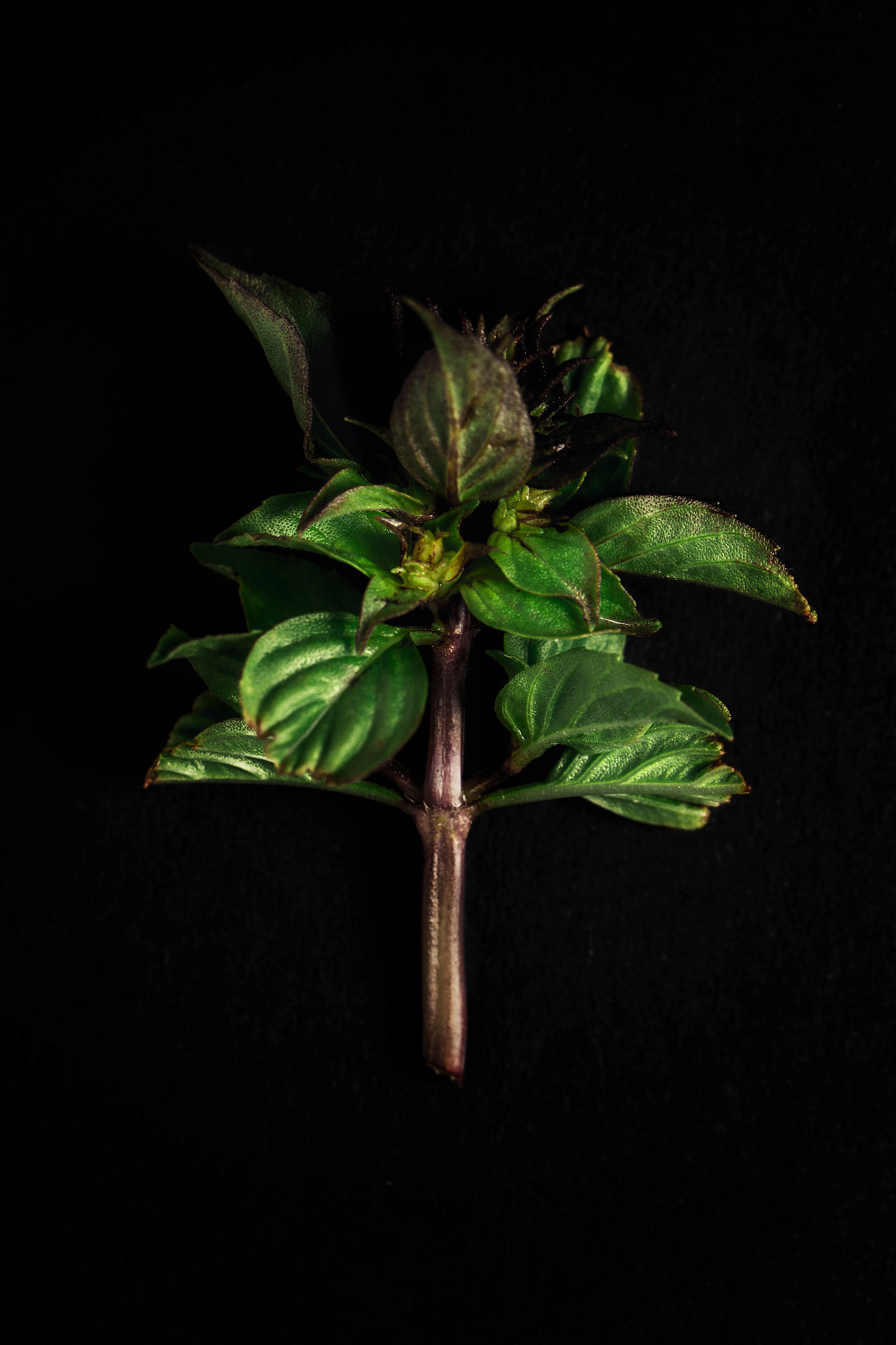 fresh green basil leaves