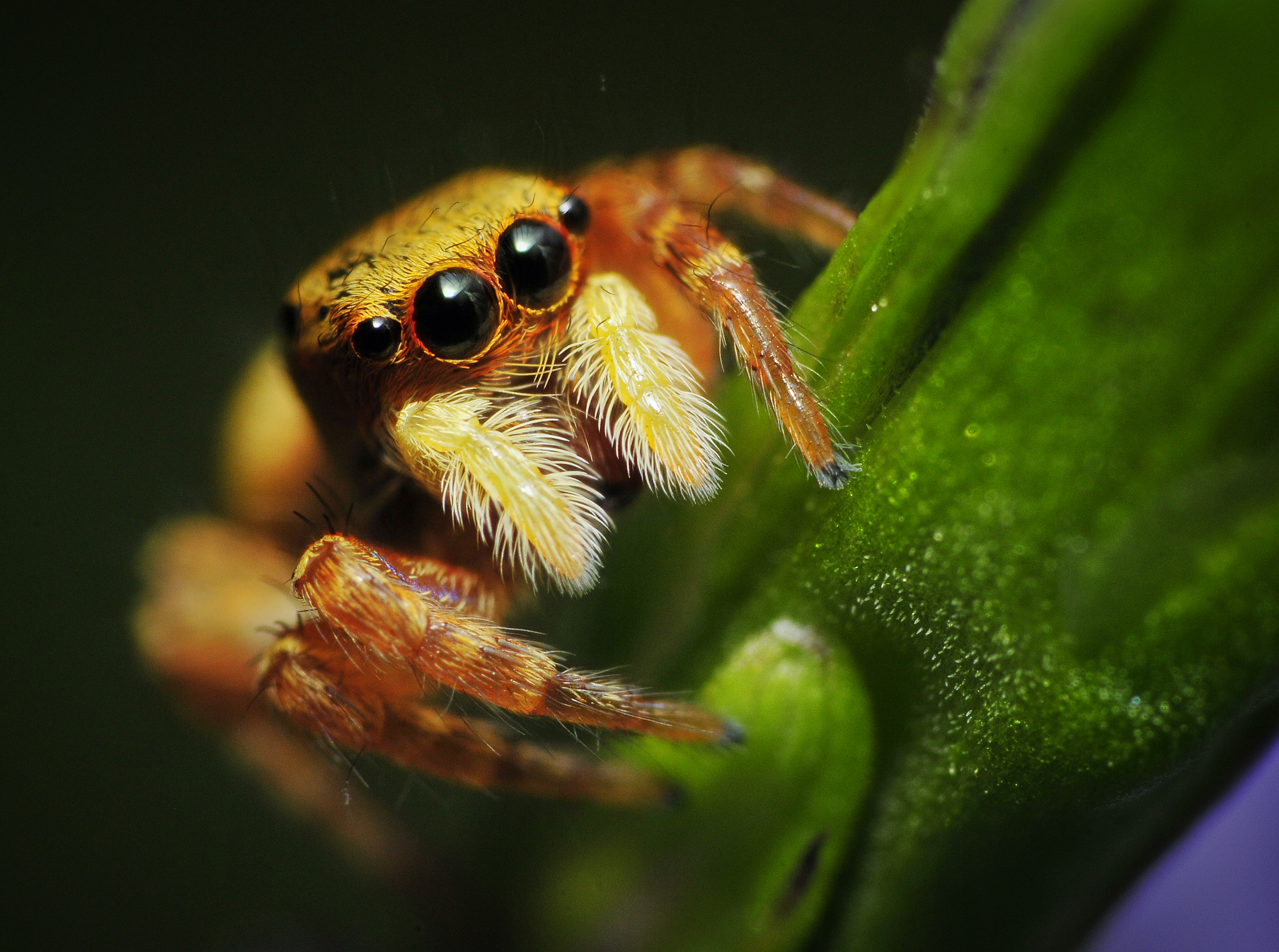 golden jumping spider