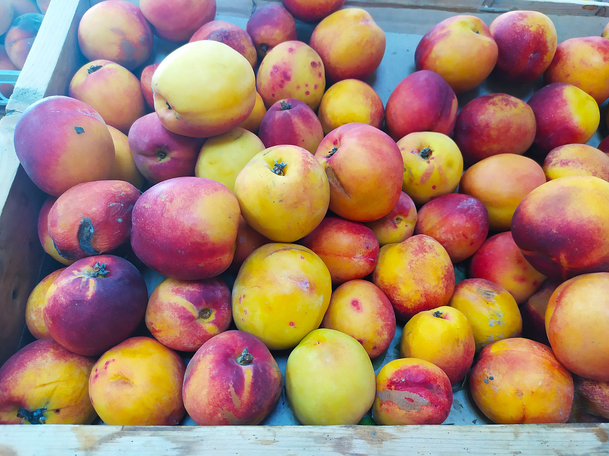 晚上吃油桃会长胖吗