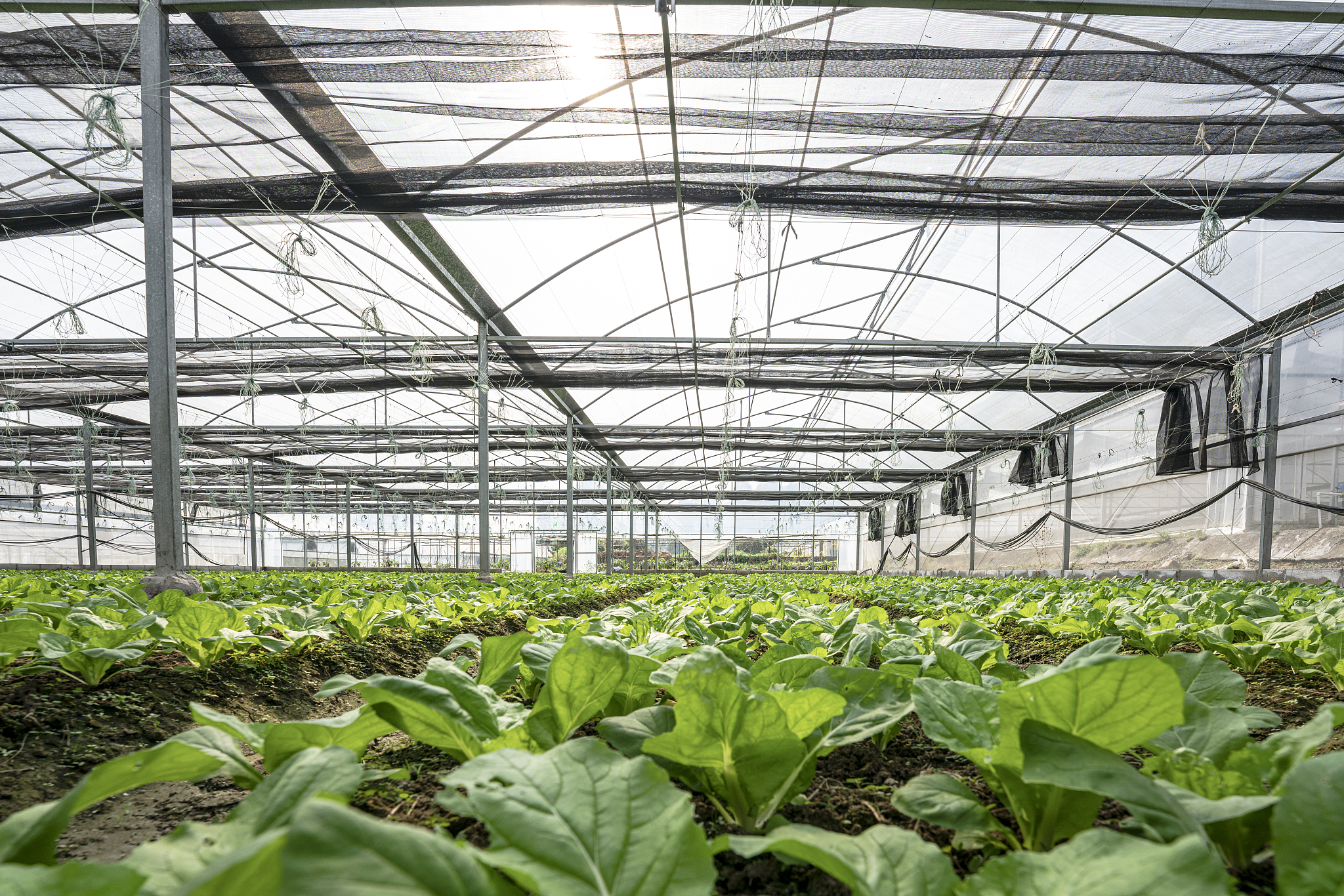 采用塑料大棚发展反季节农业利用玻璃温室育苗原理？