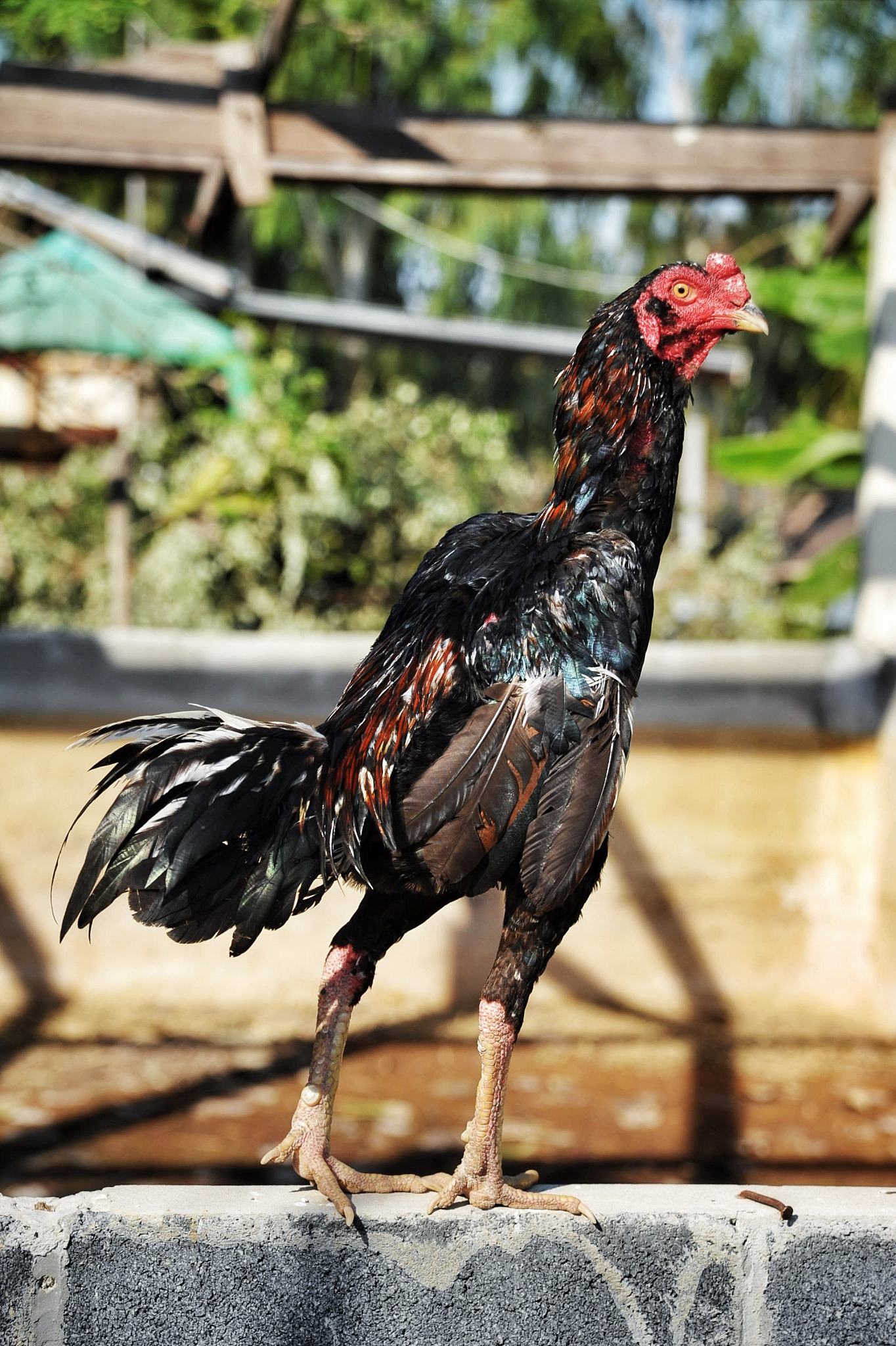 chicken