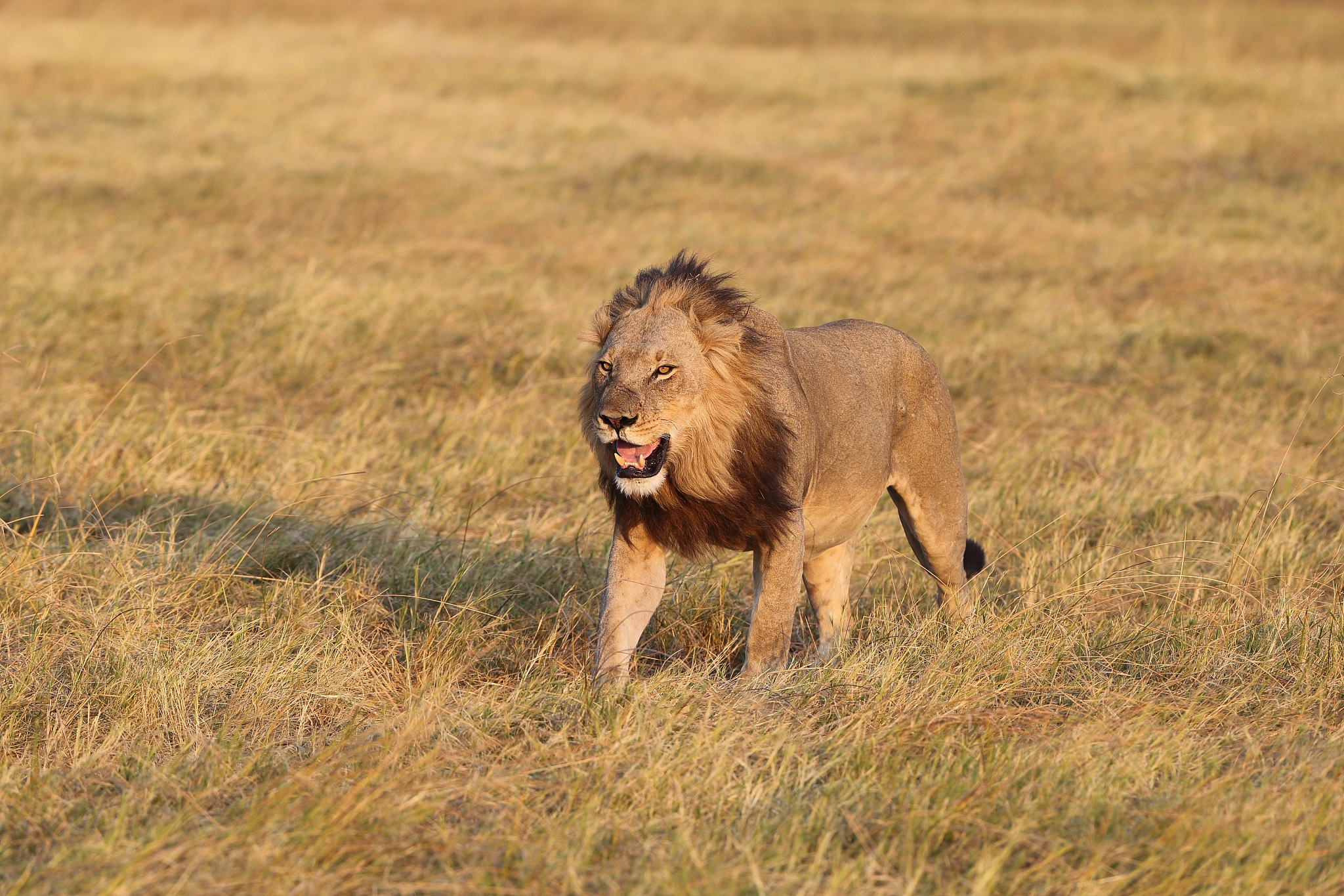 爸爸生气的神态描写200