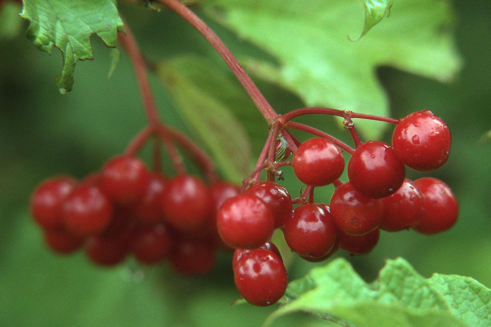 red berries