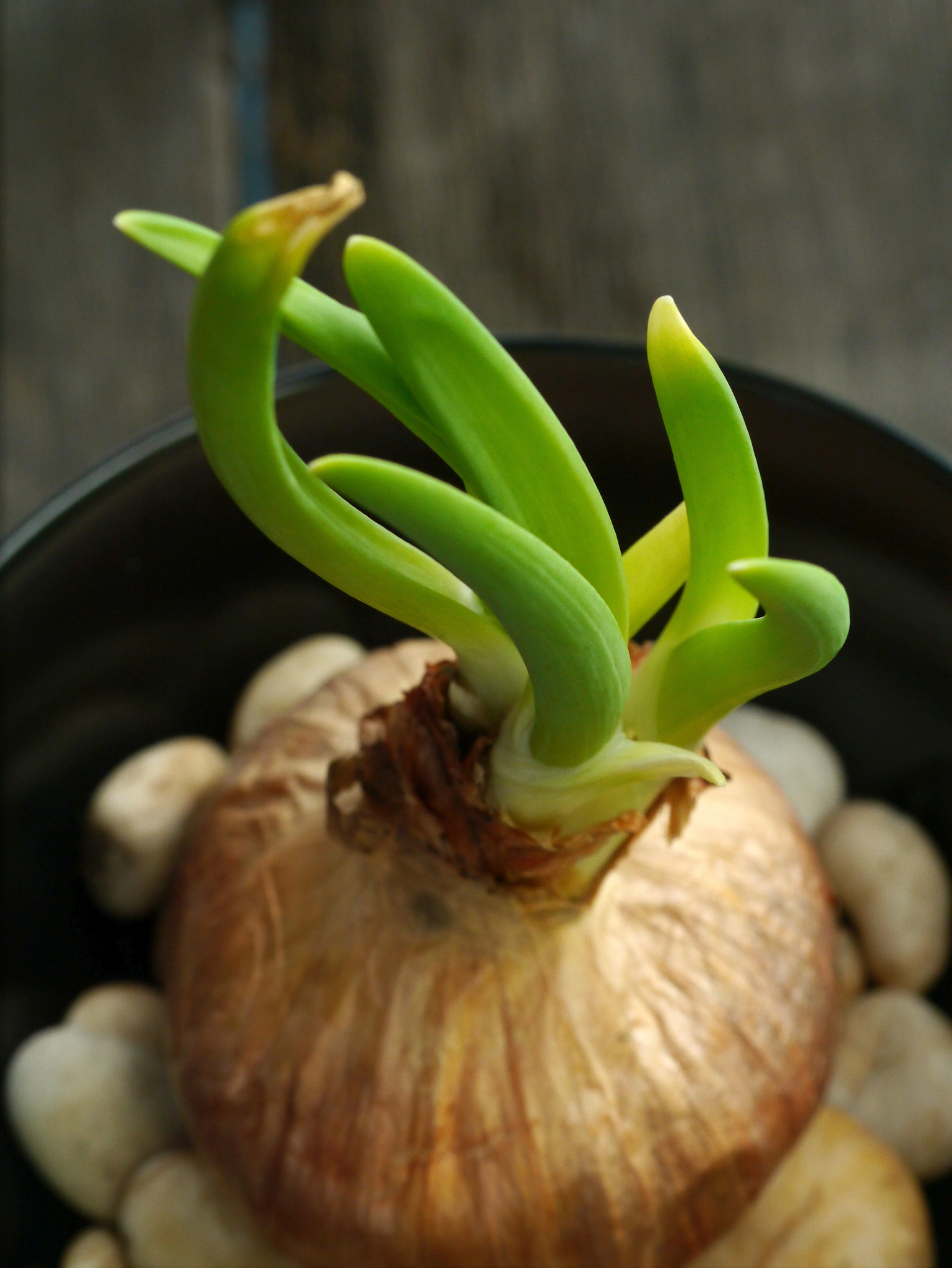 洋葱发芽变盆景？简单易学的400字教程！