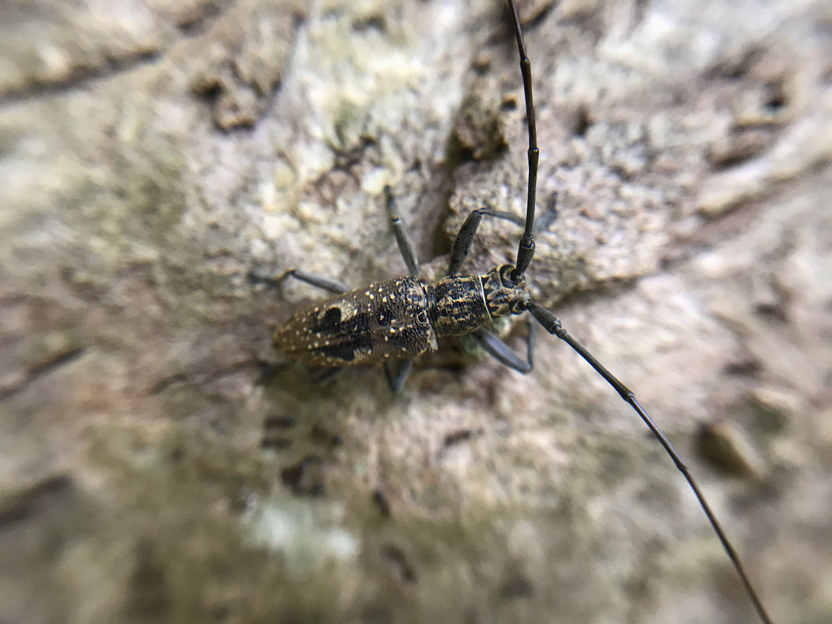 大虫死了：一个充满寓意和力量的名字