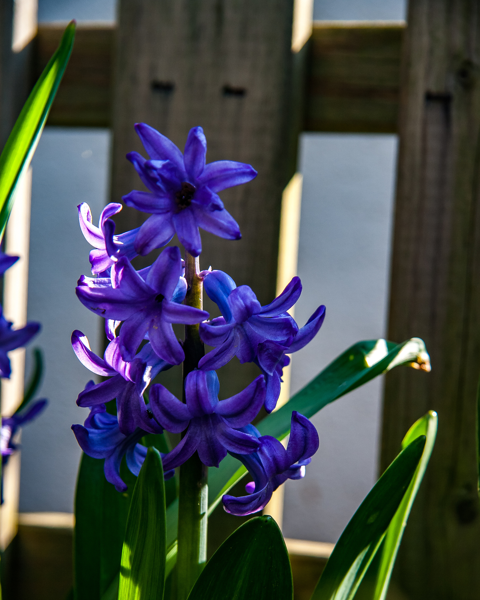close-up of purple flowering plant