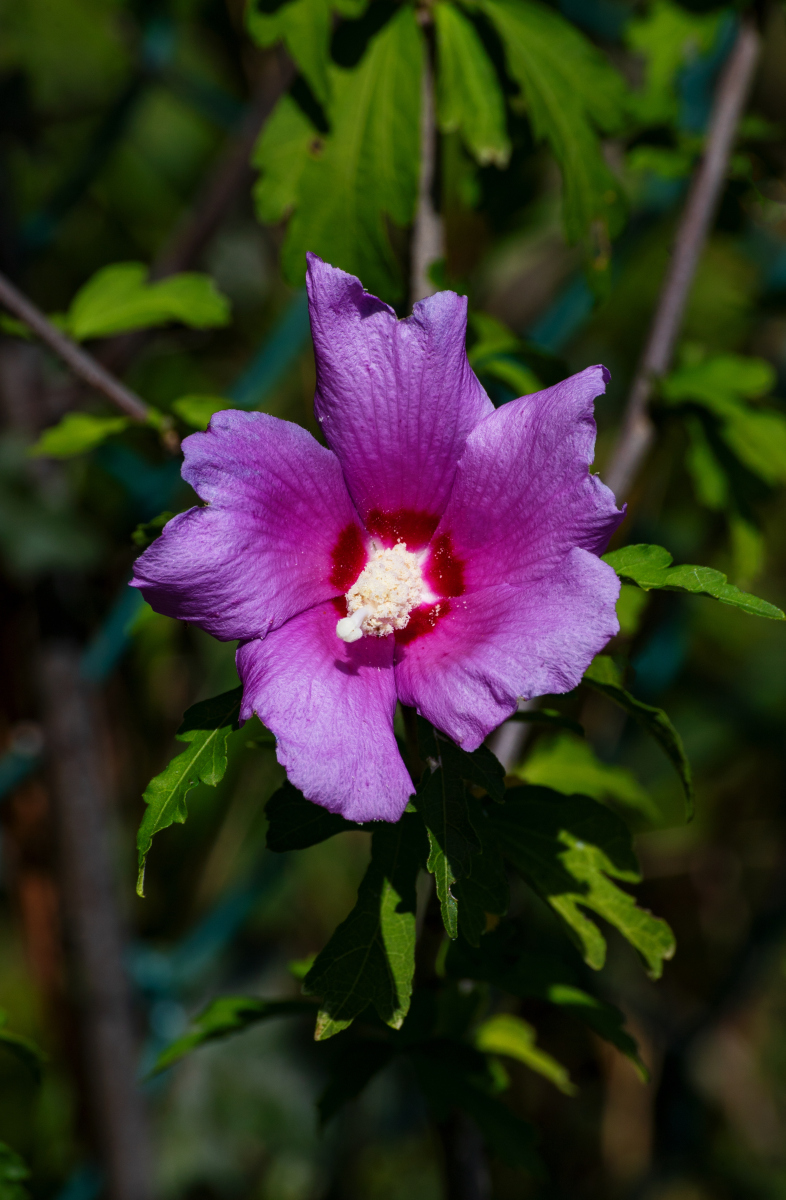 如何挽救芙蓉花叶子蔫萎的状况