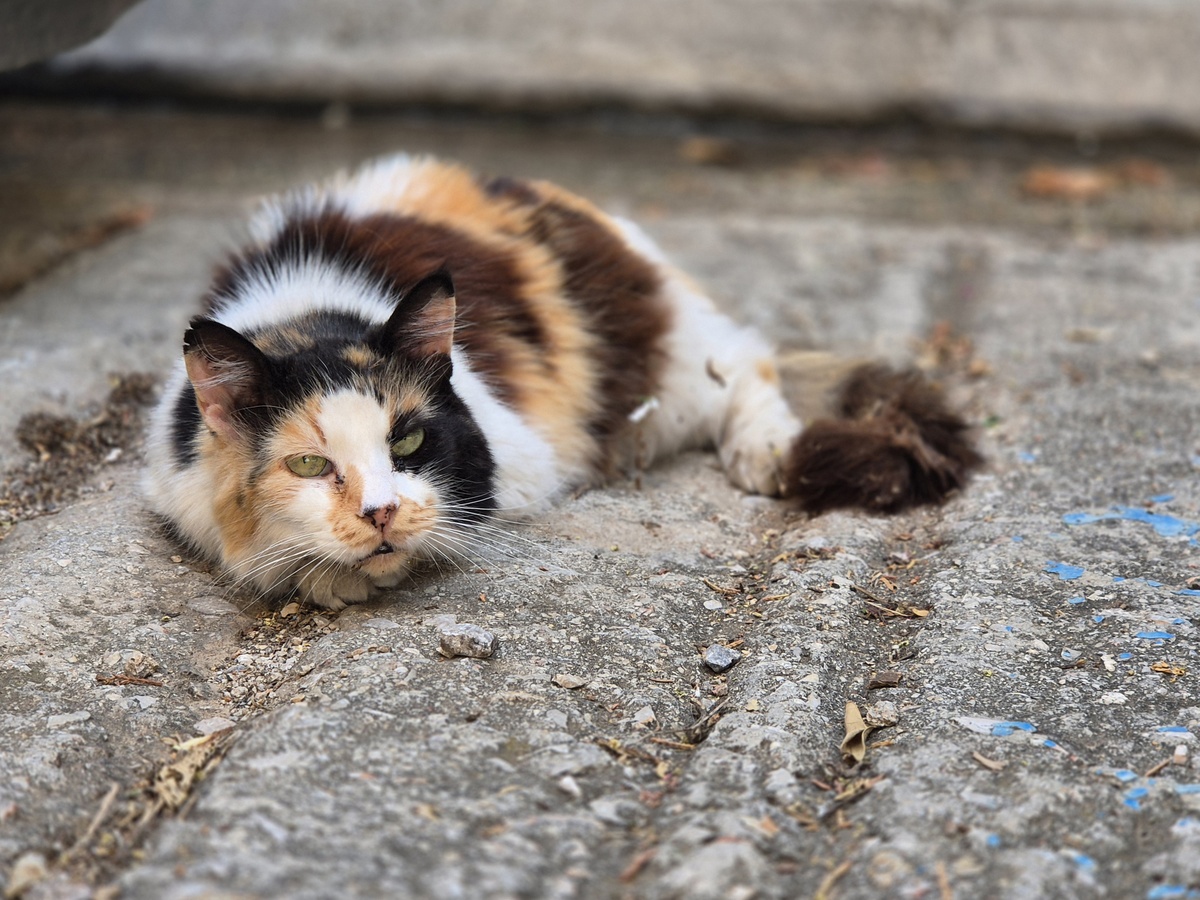 女朋友被猫抓了该怎么哄