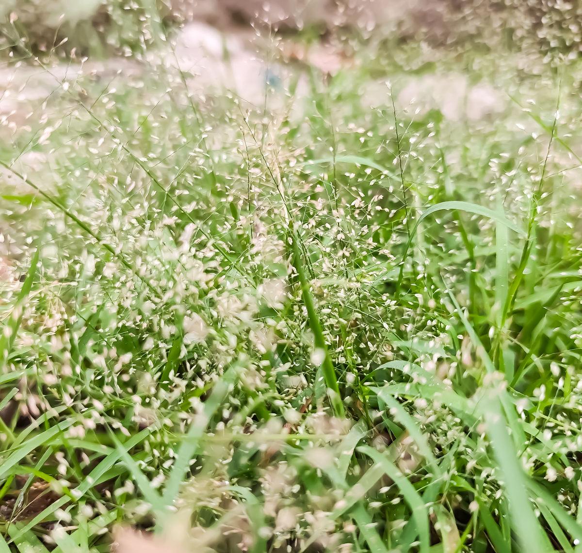 山泥：平凡中的美丽与爱情的坚持