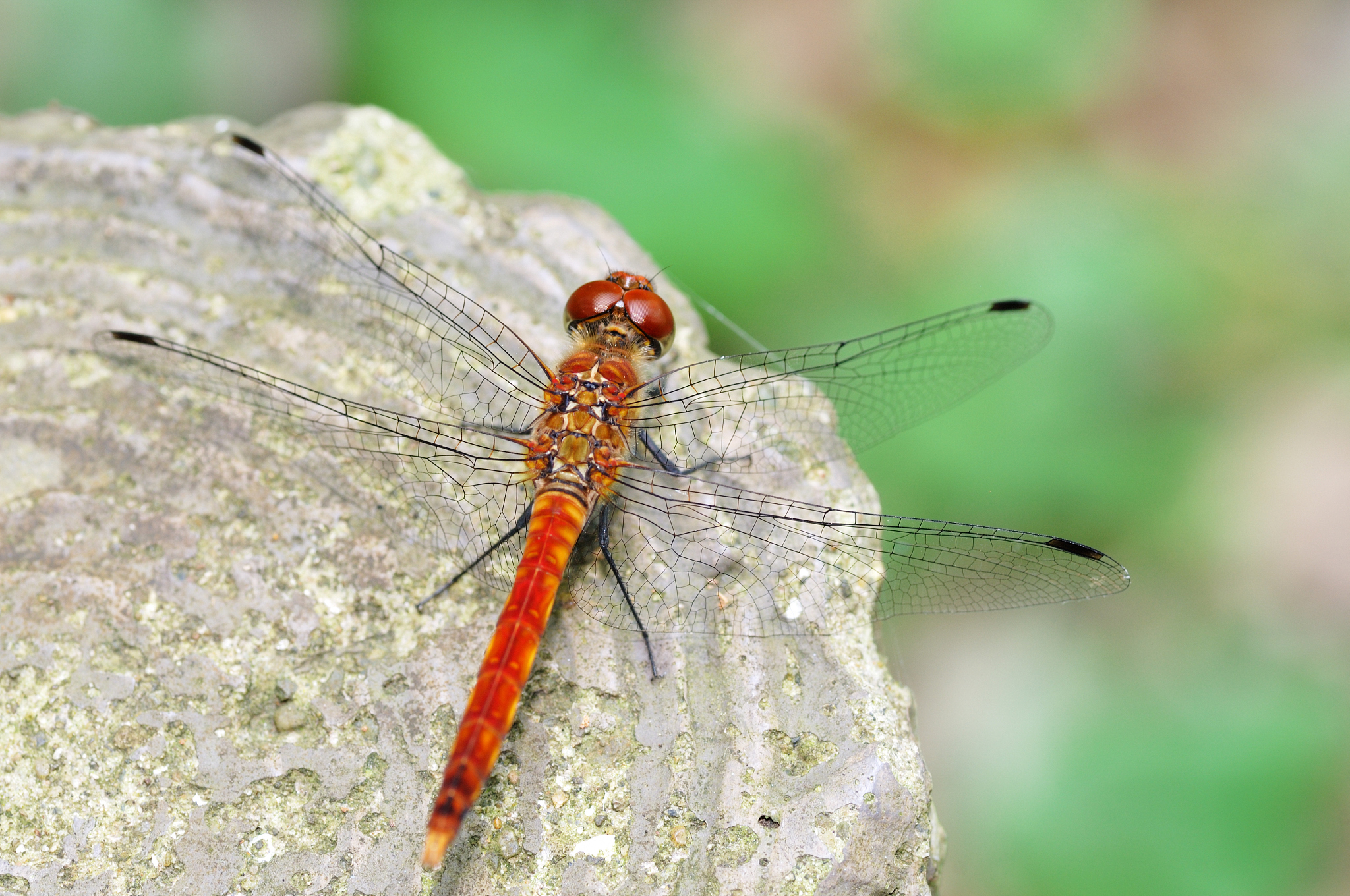 红蜻蜓 - 夕阳下，回忆与离别的童谣