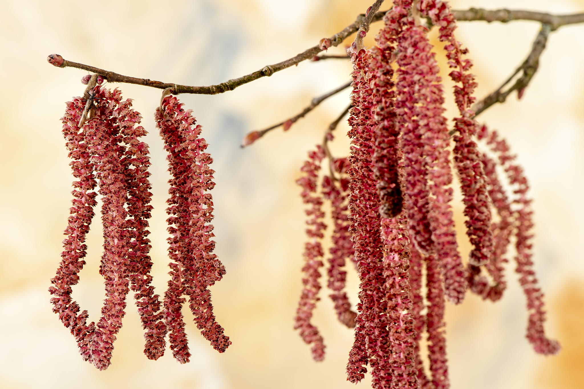 blooming hazelnut bush with pollen