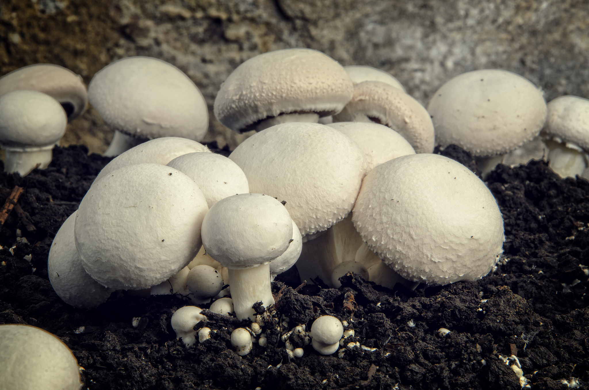 蘑菇表面起白毛还能吃吗？安全食用指南