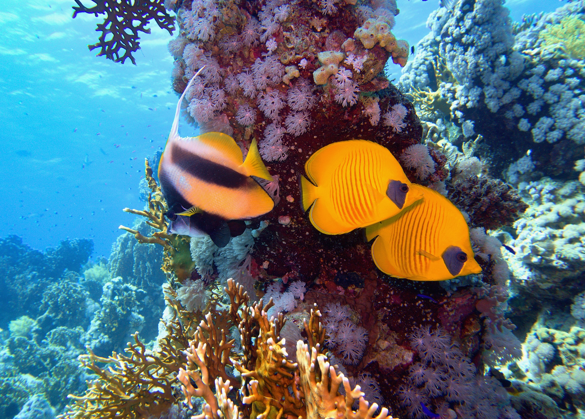 beautiful underwater scene with coral reef and couple of yellow 