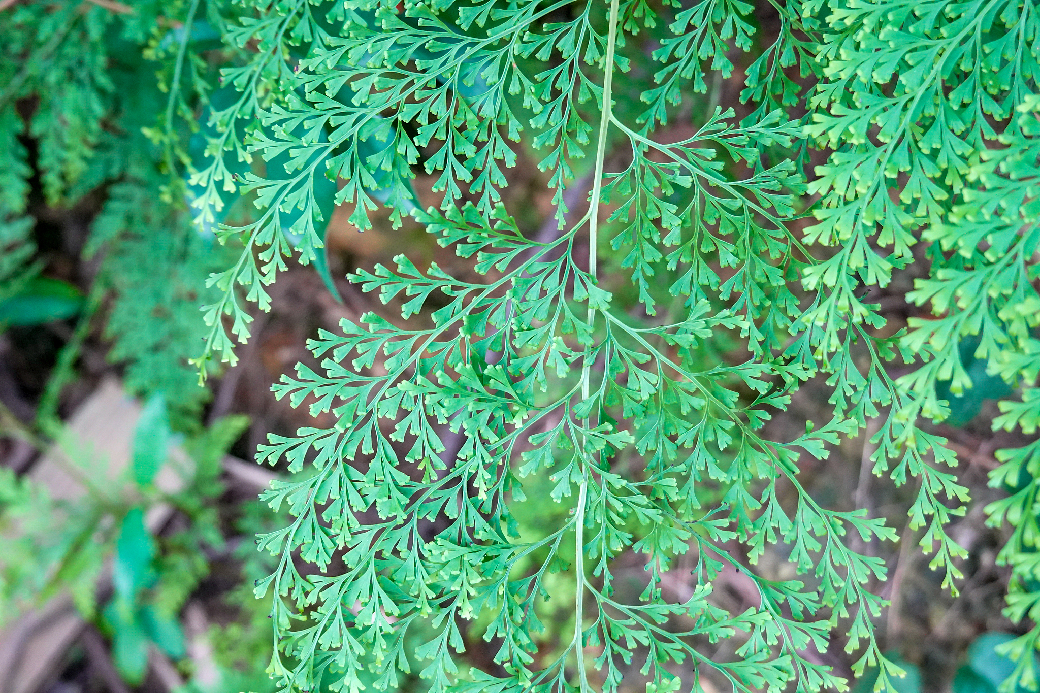 chinese herb plant stenoloma chusana growing in summer