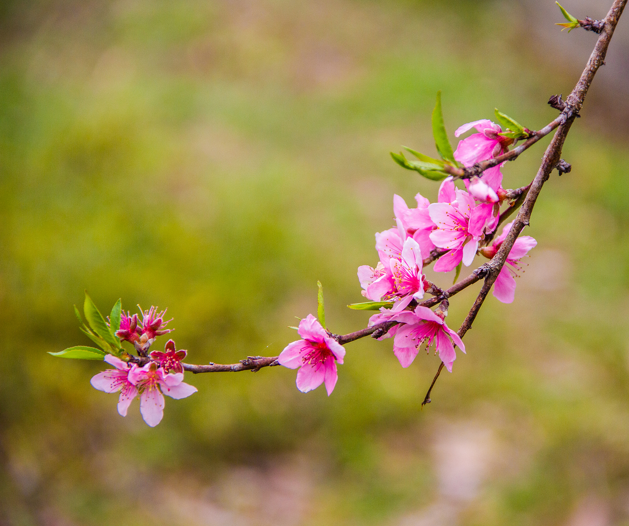 七绝诗：春日美景