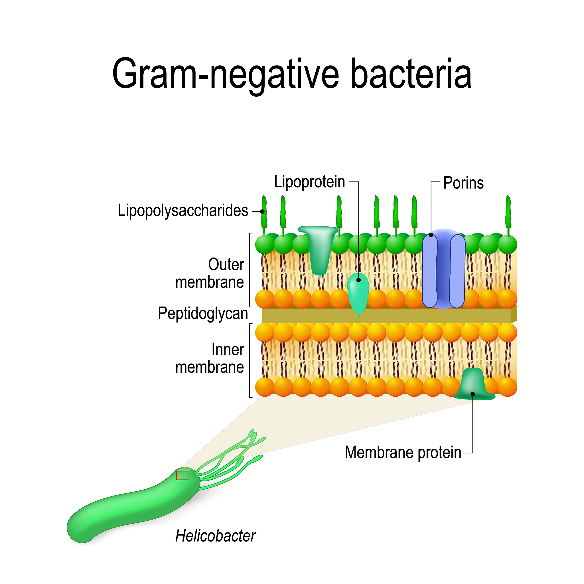 Morphemic Structure of 'Readably': A Detailed Analysis