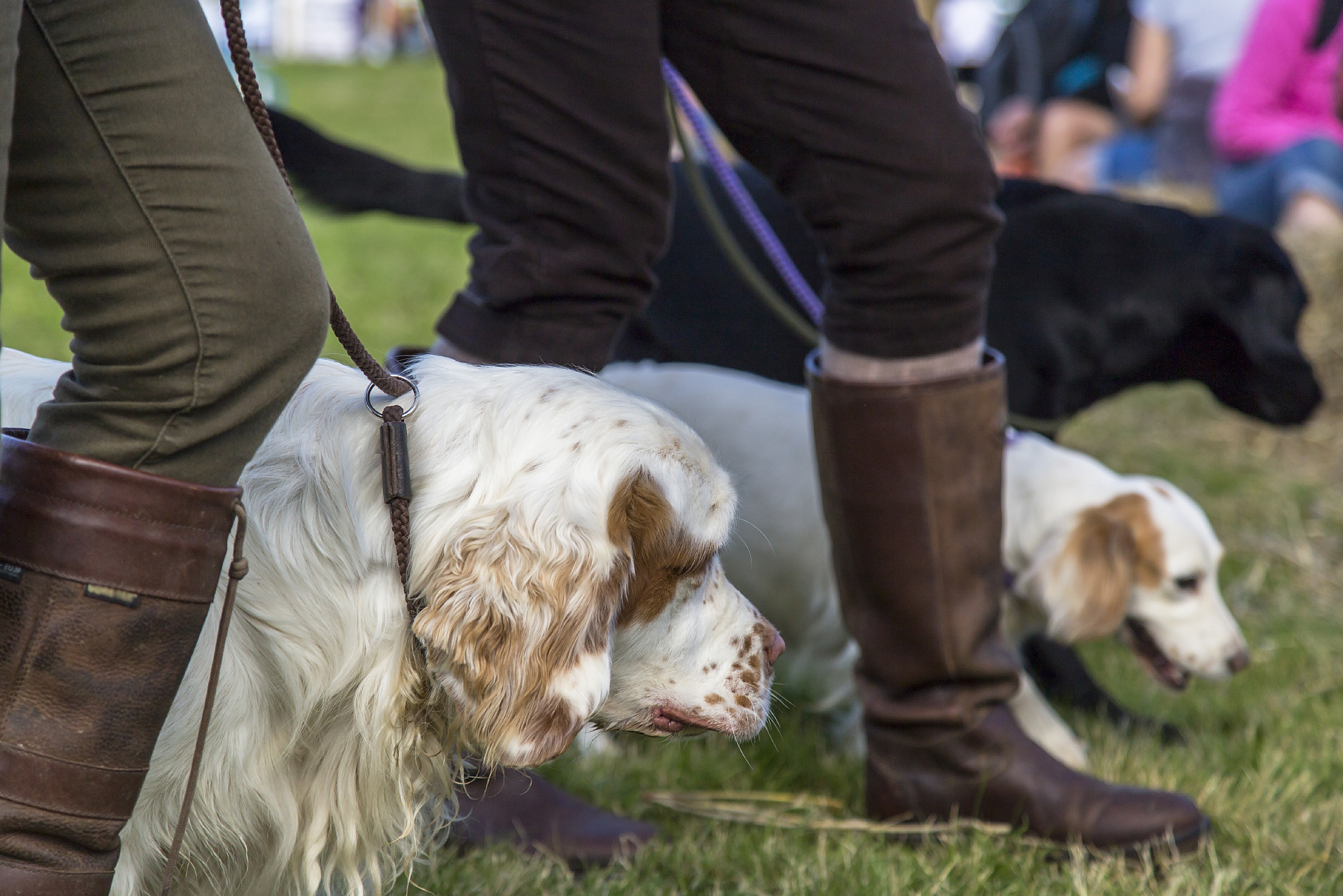 犬成骨不全症预防措施