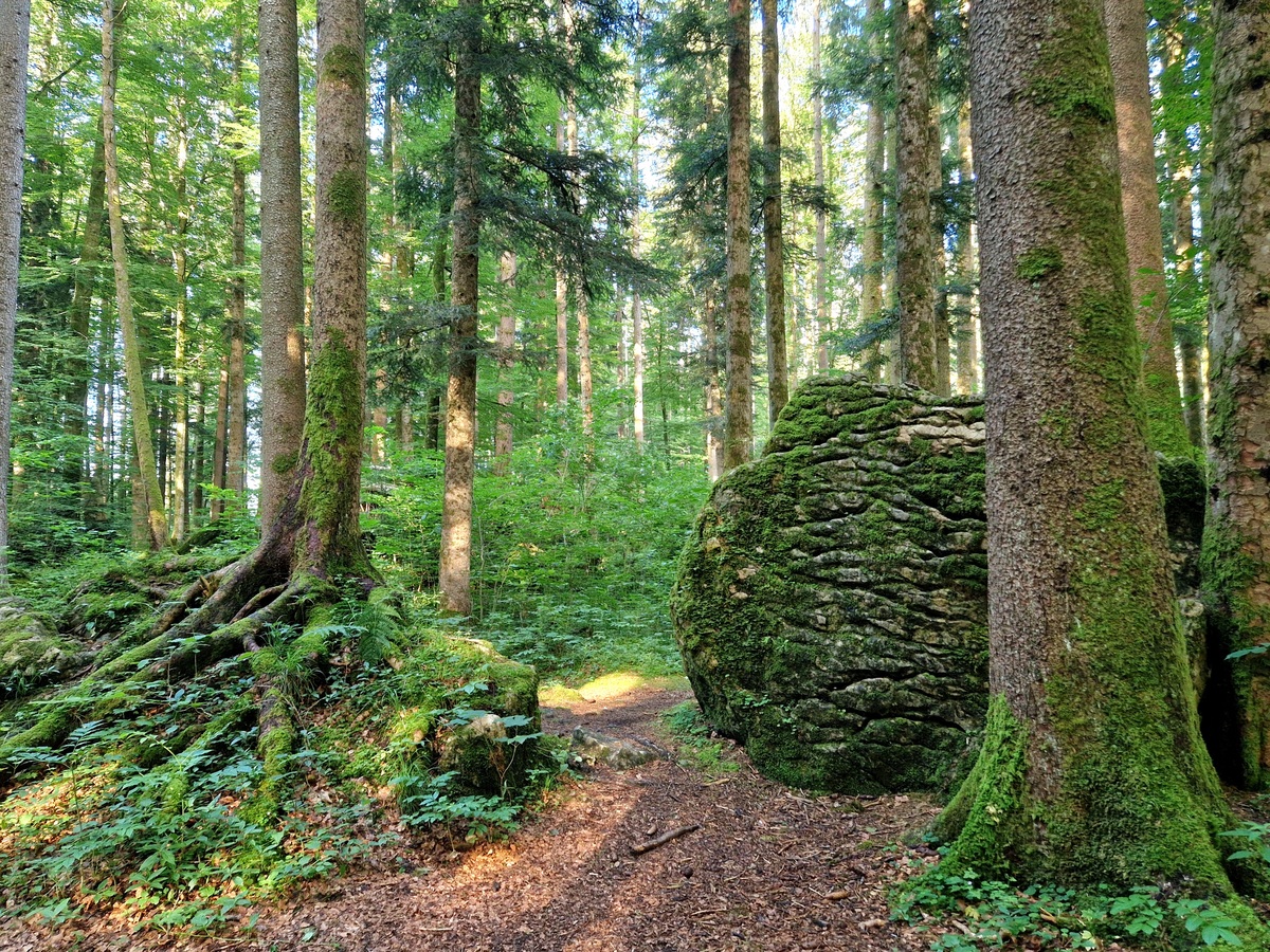 NEW FORESTS期刊的研究范围？