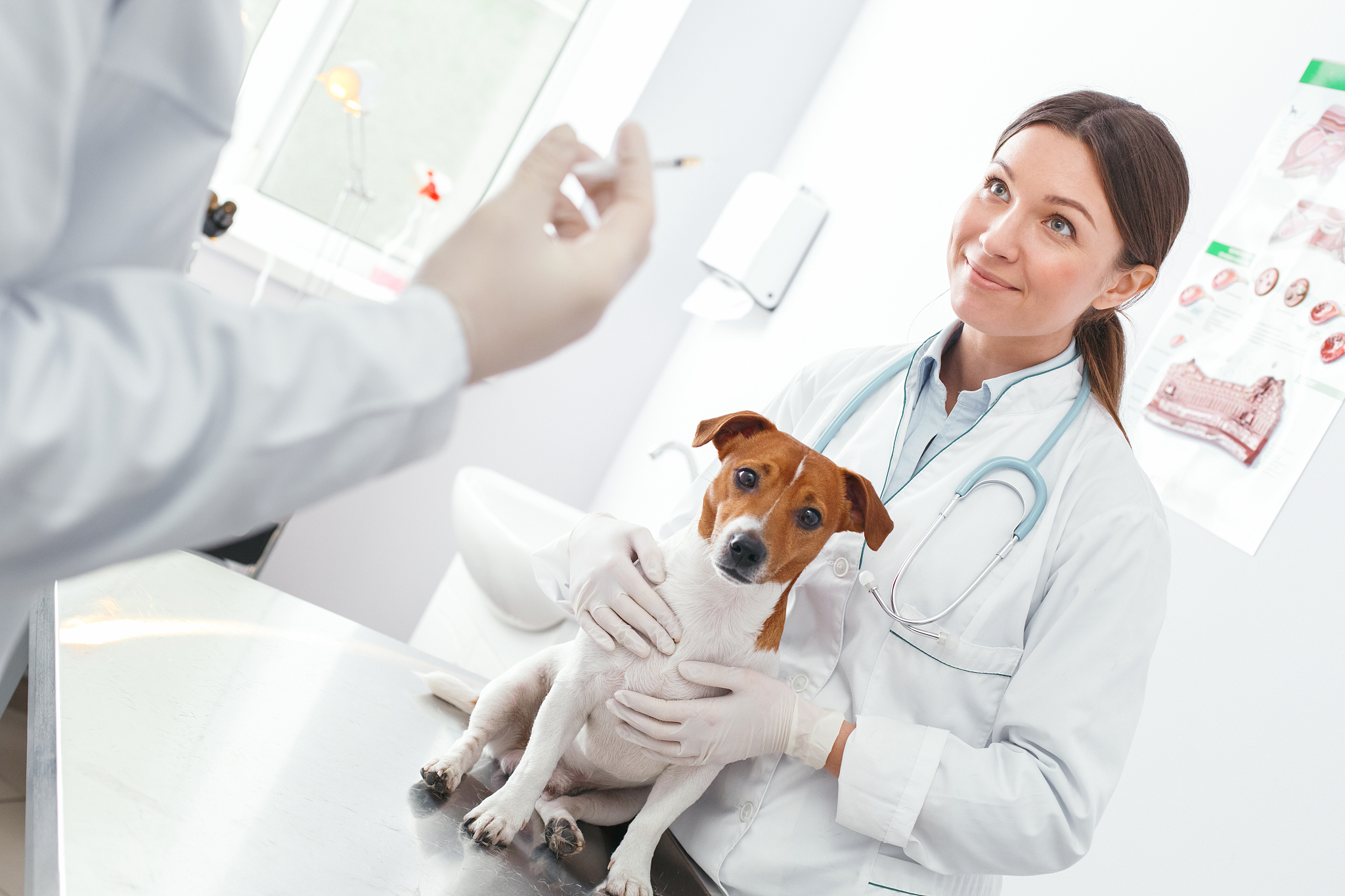 学习宠物医学专业怎么样？山东哪里可以学到宠物医学知识？