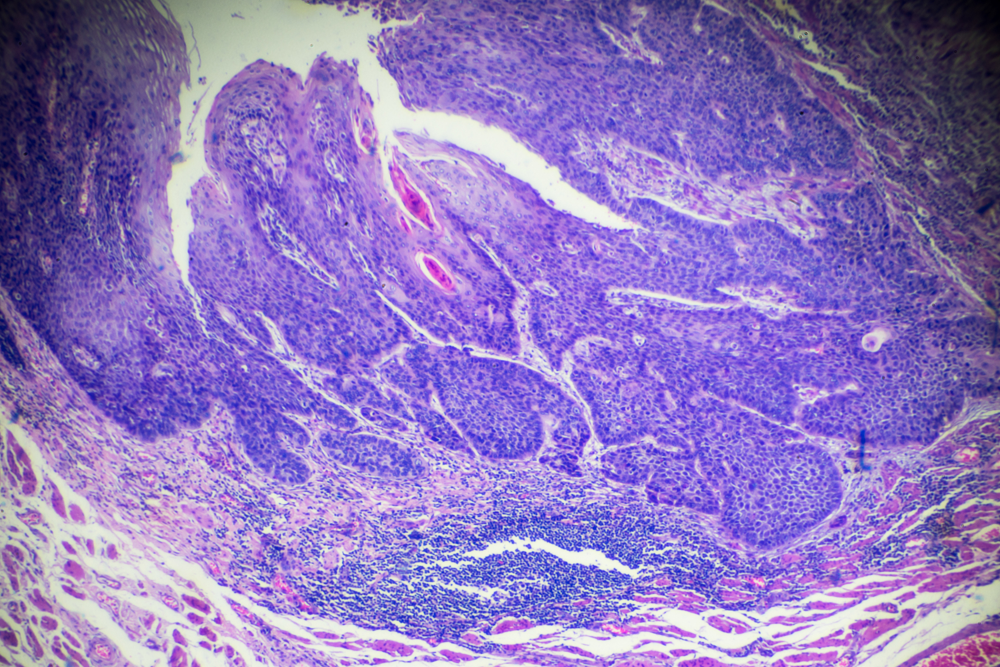 口腔医学专业会学习些什么