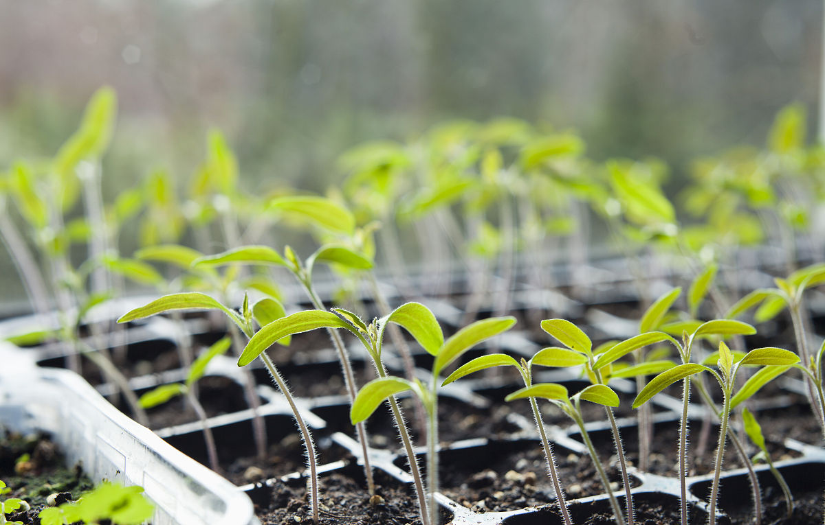 干旱胁迫下油菜素内酯处理幼苗SOD含量怎么变化