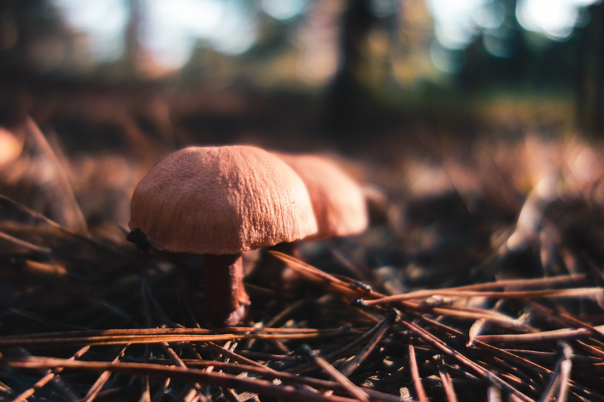 93#各特征与有毒相关性分析画图94def analysis_poisondataindex_name95 dataclassreplacep1e0inplace=True96 return datagroupbyindex_nameclasssum pdvalue_countsdataindex_name9798pltclose99pltfigurefigsize=1630100i