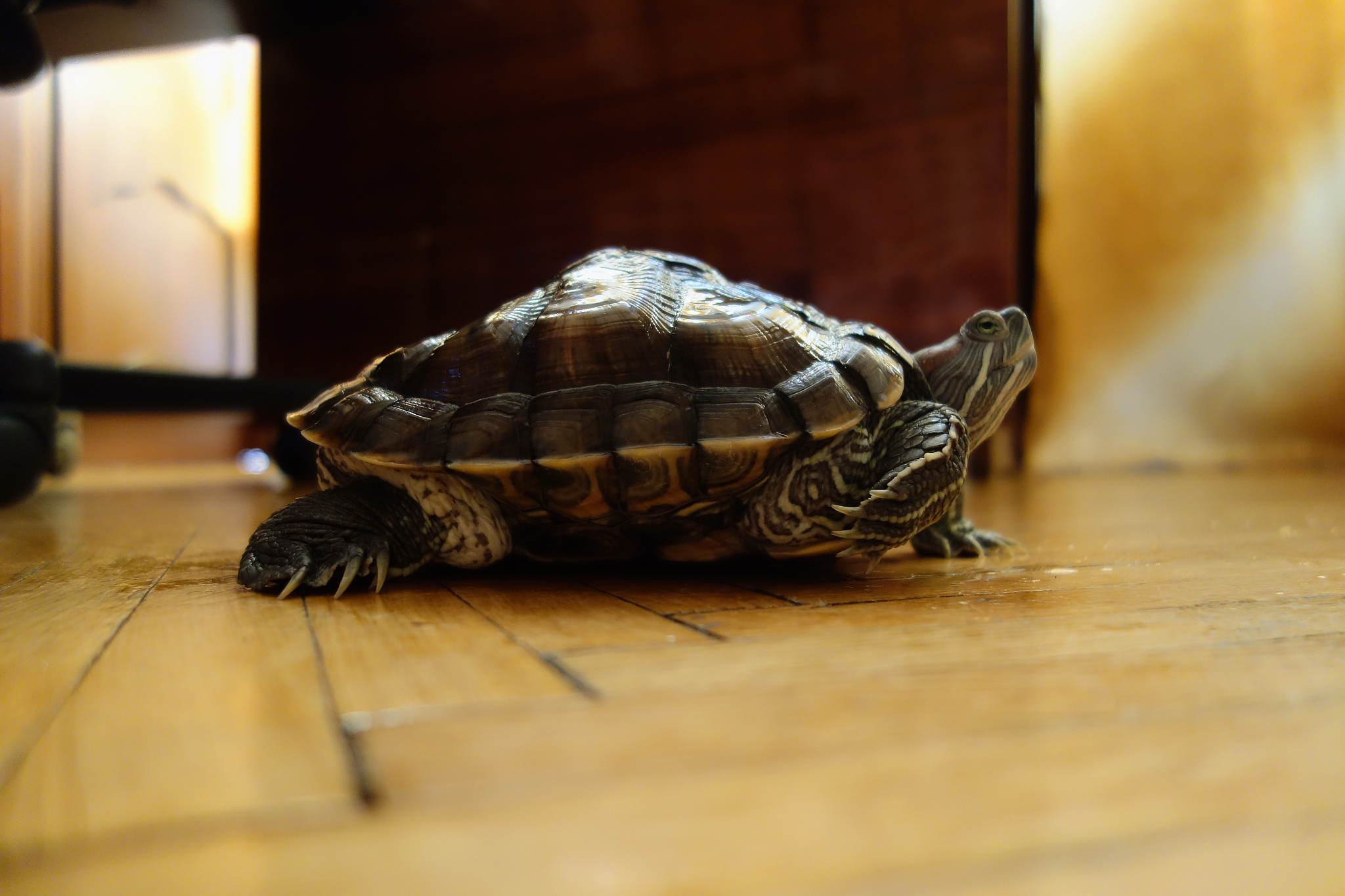 turtle