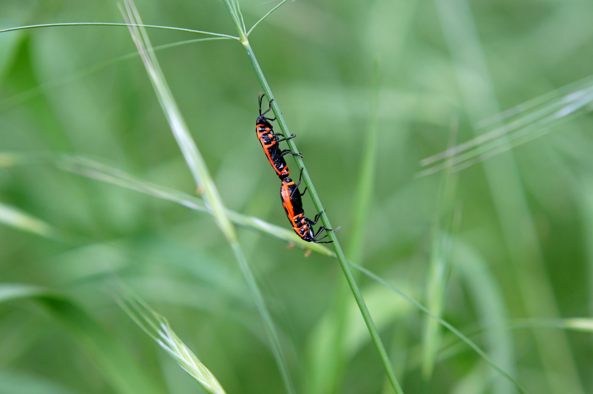 动物和植物如何繁衍后代？