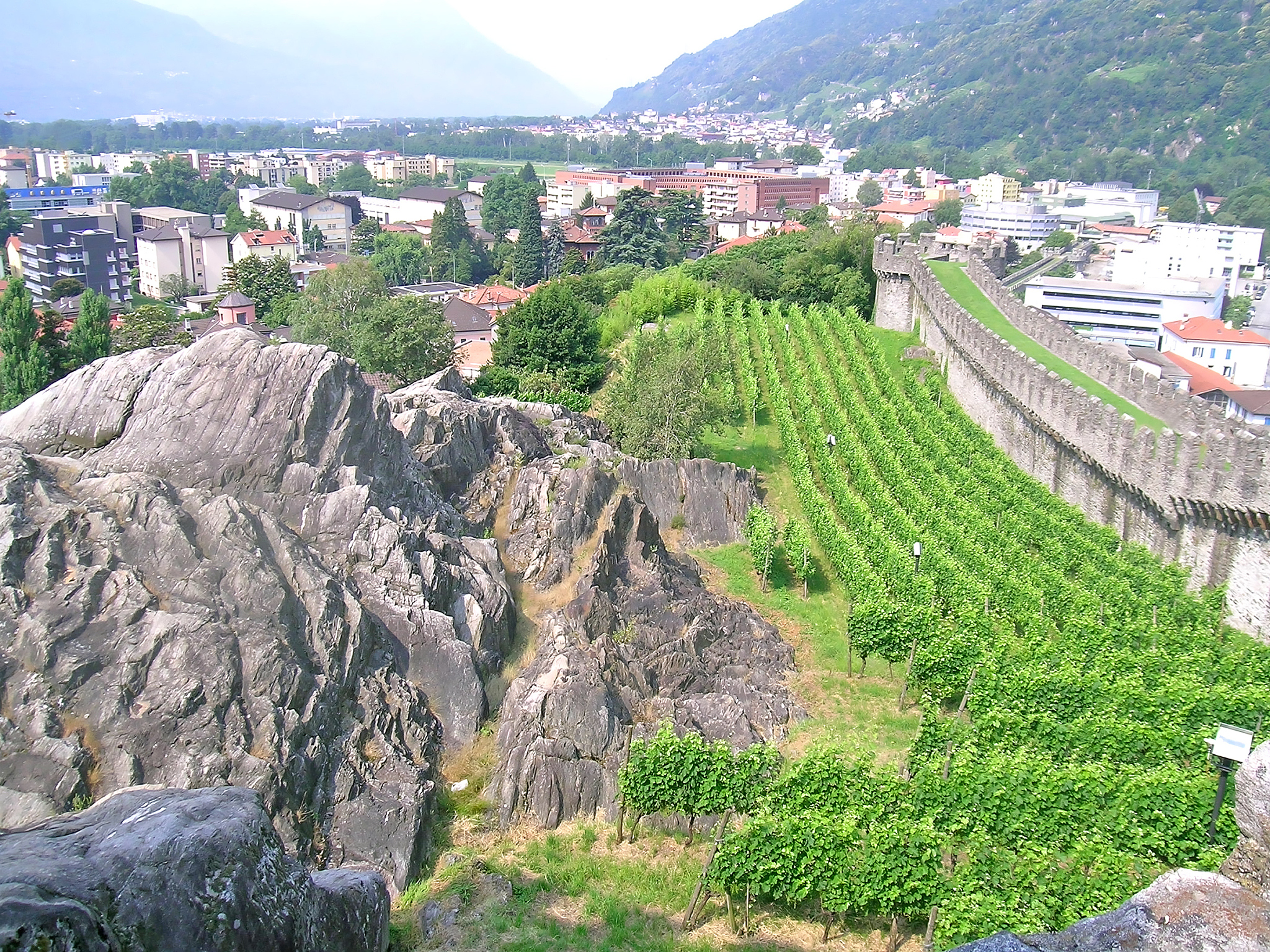 vineyard in bellinzona, switzerland