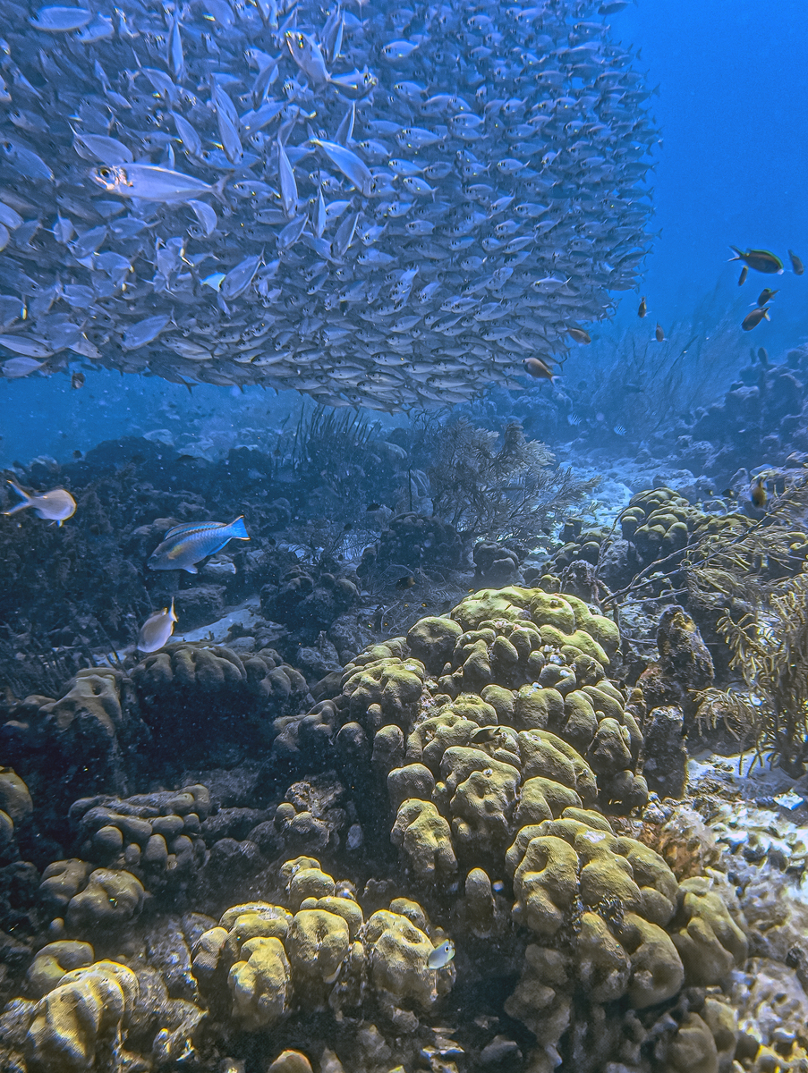 假如我是大海 写一篇300字小学作文