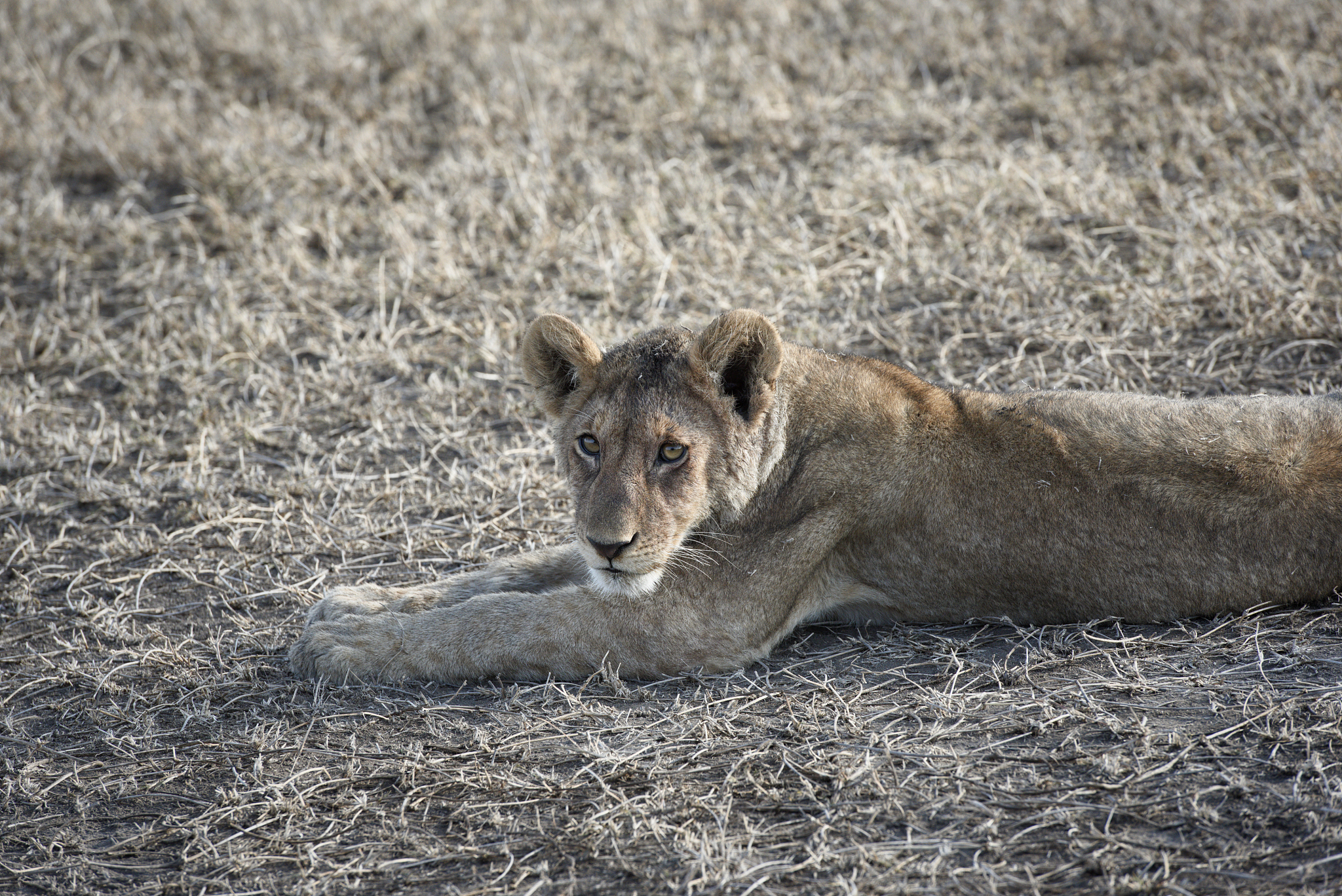 herd of lionesses with their cubs resting after a hard night of 