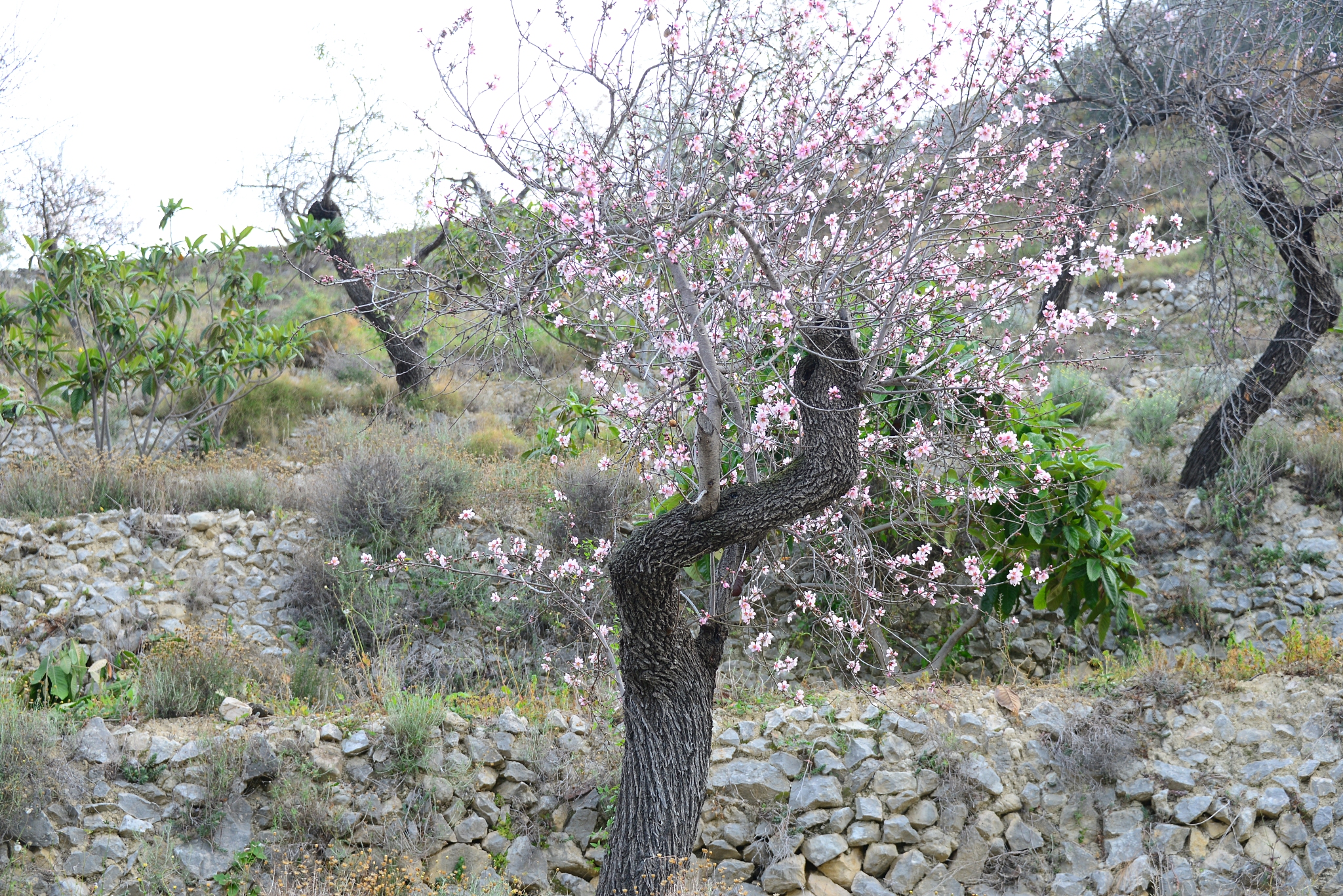 mandelblüte in spanien