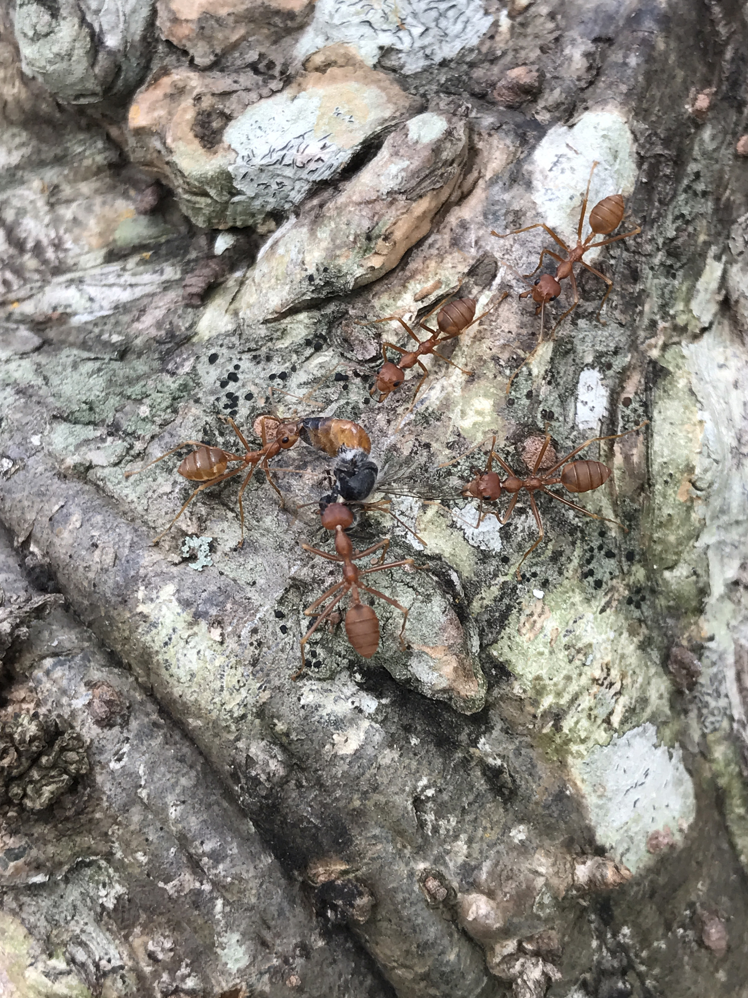 observe the behavior of the red ant herd.