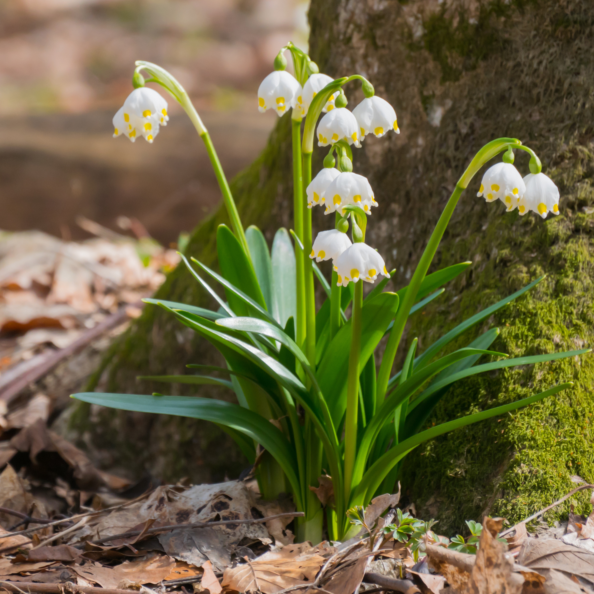 snowdrop in spring day.
