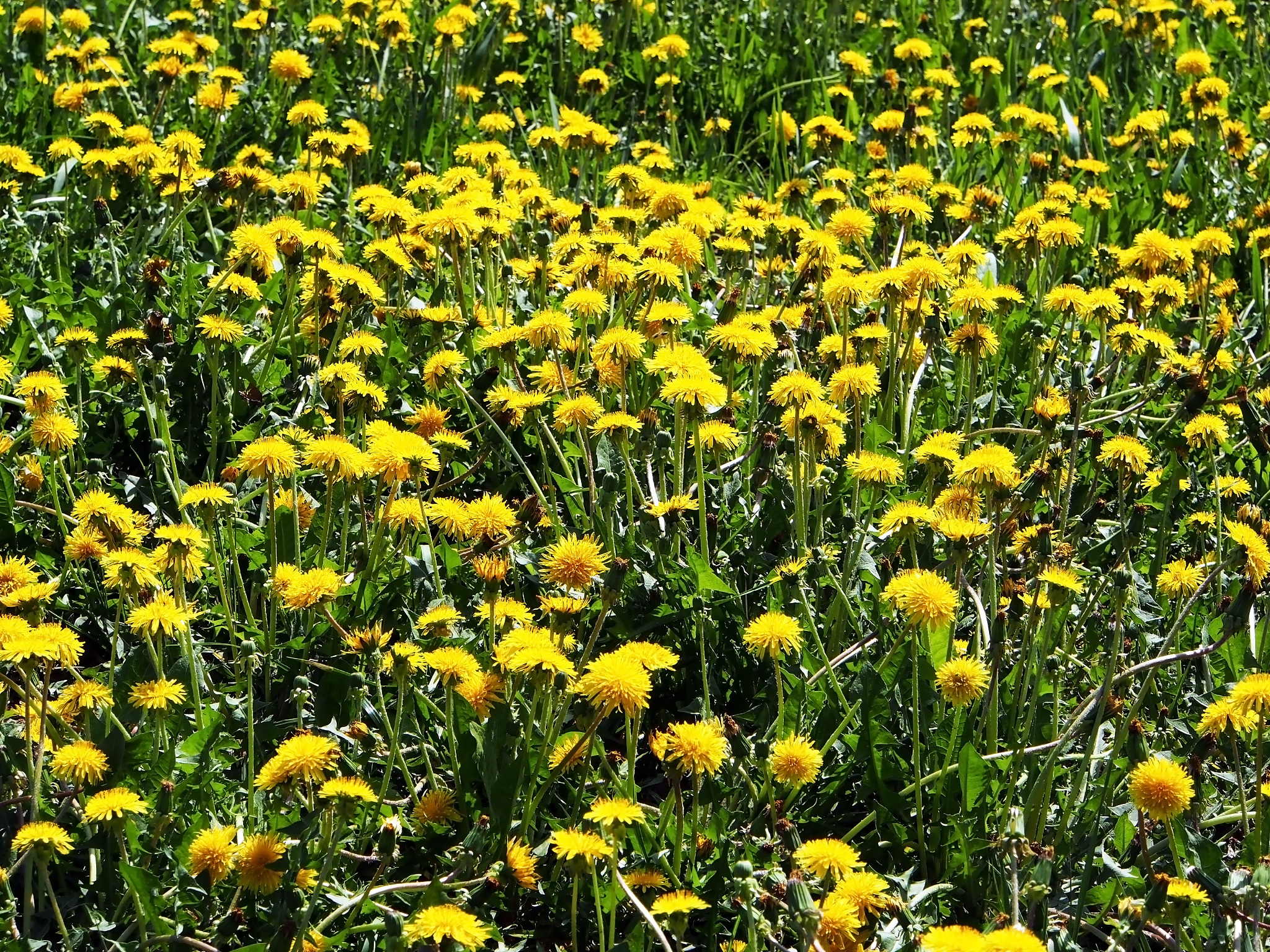 glade of the first spring flowers of yellow dandelions