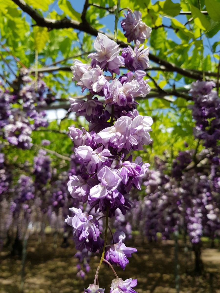 紫藤：美丽的象征，忠贞的爱情