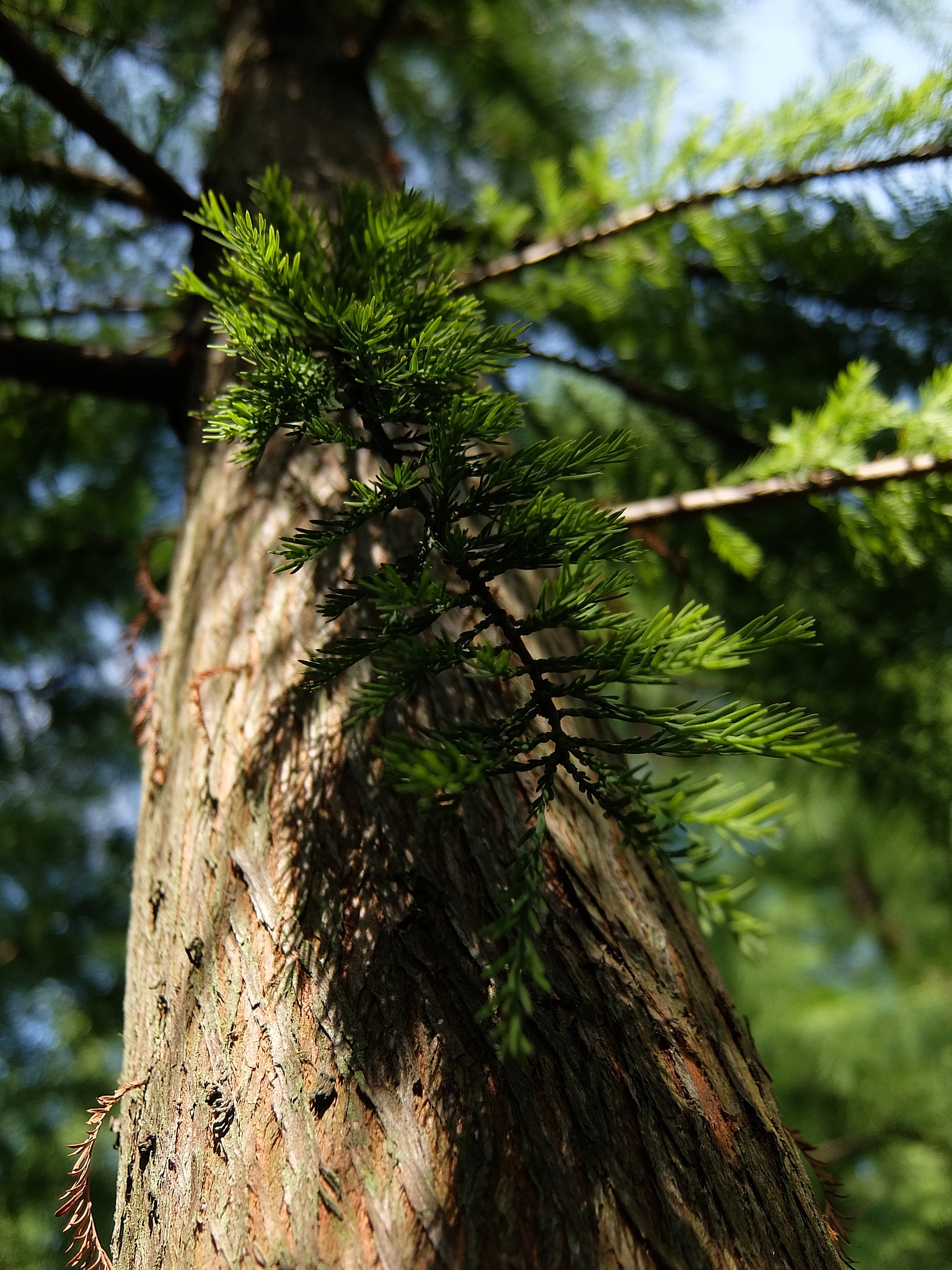四年级学生读两棵老松树后感400字