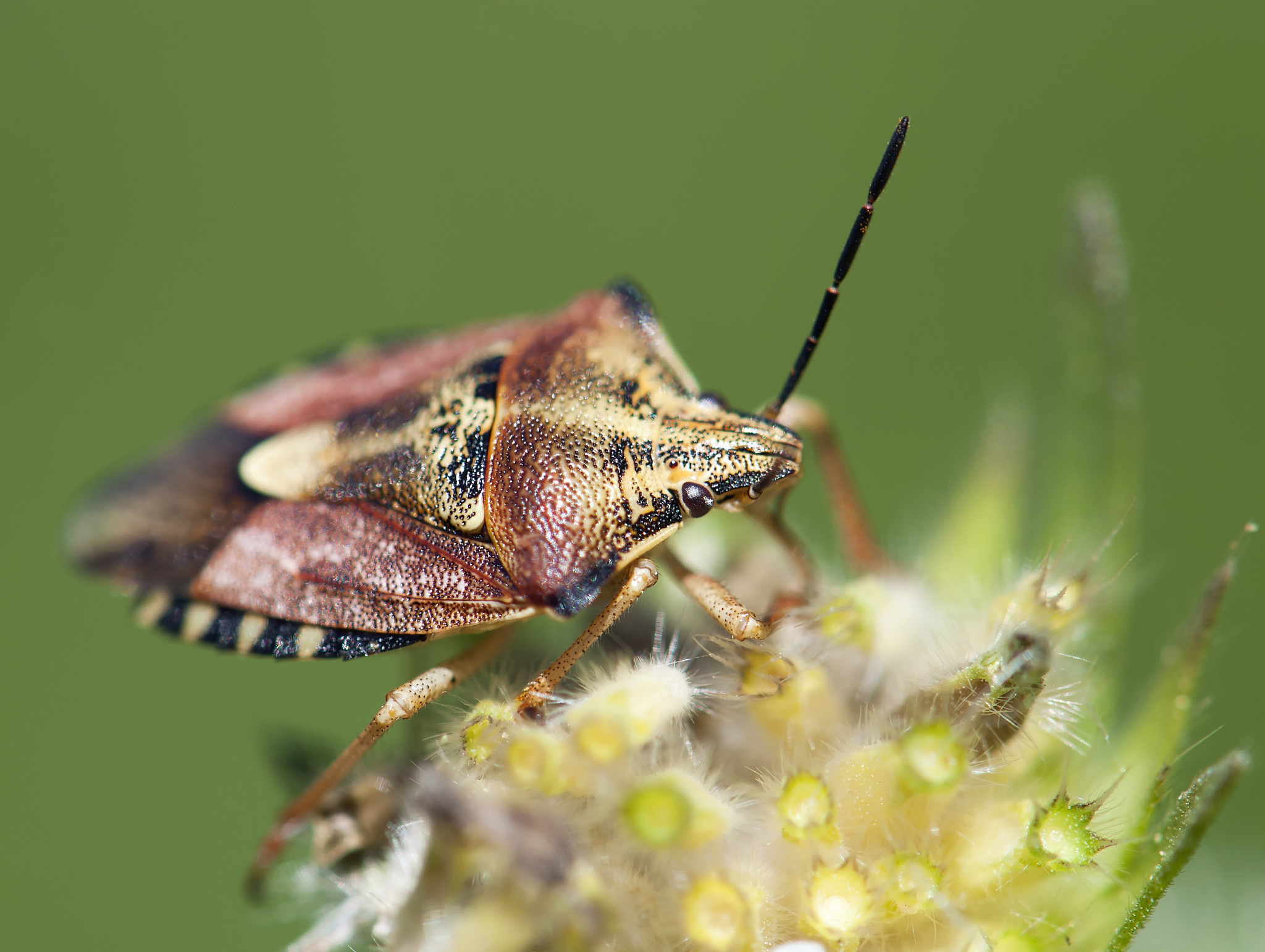 crawly sloe bug (dolycoris baccarum)