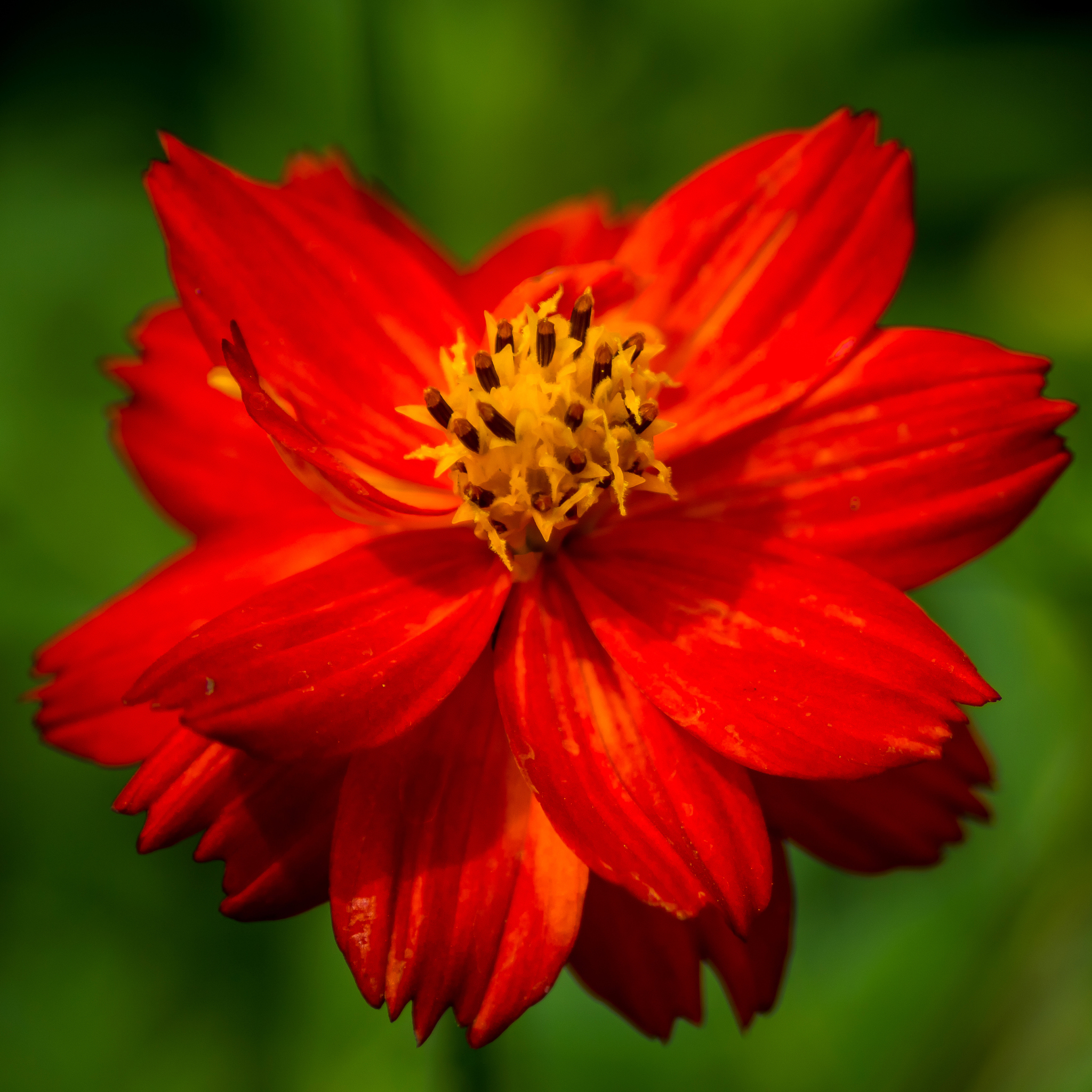 植物学实习心得体会：收获与感悟