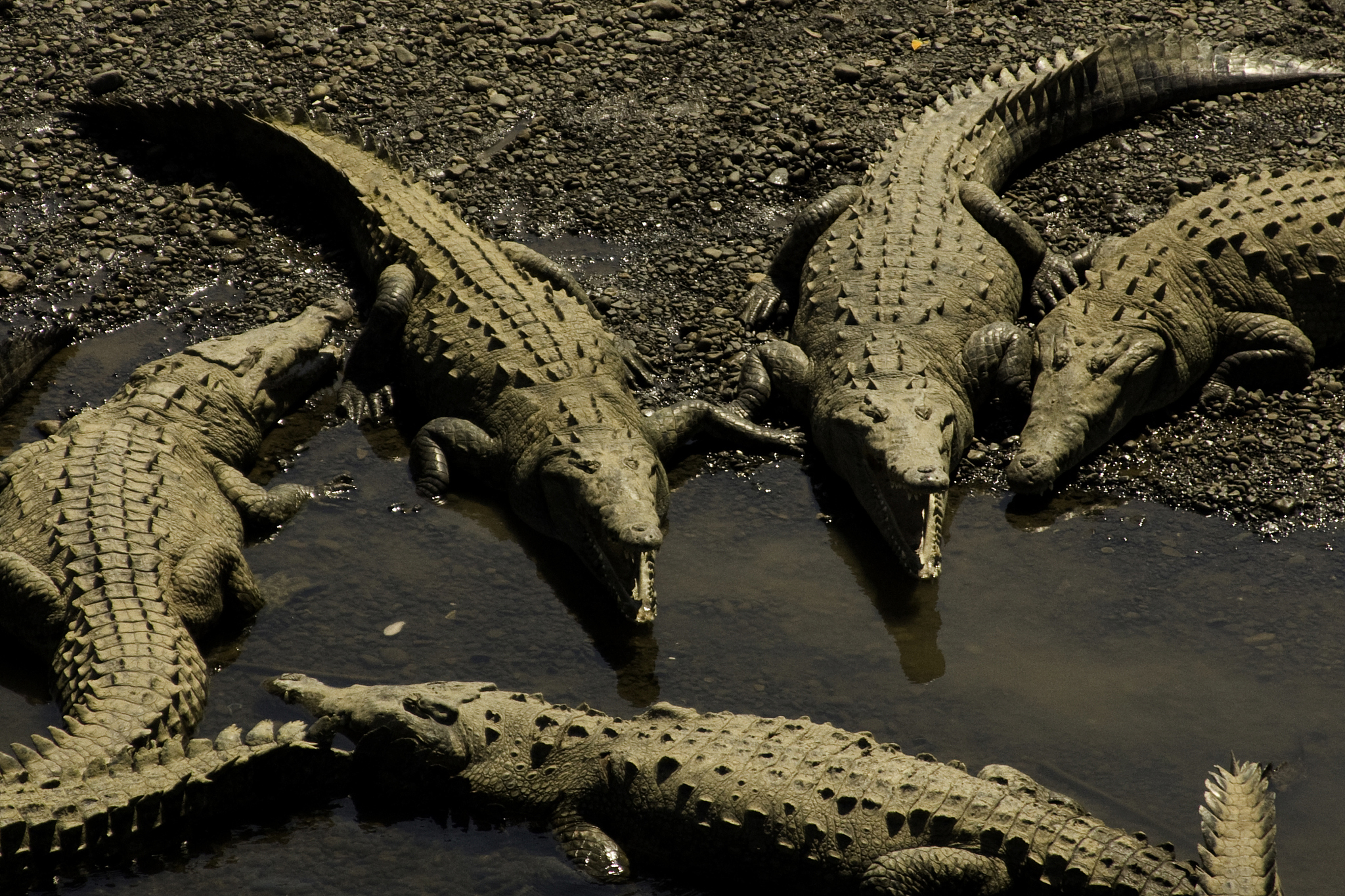 happy crocs