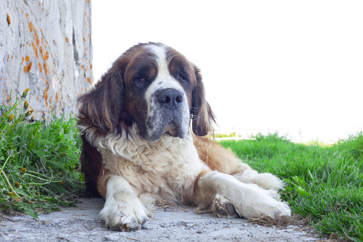 圣伯纳犬的智商高不高?