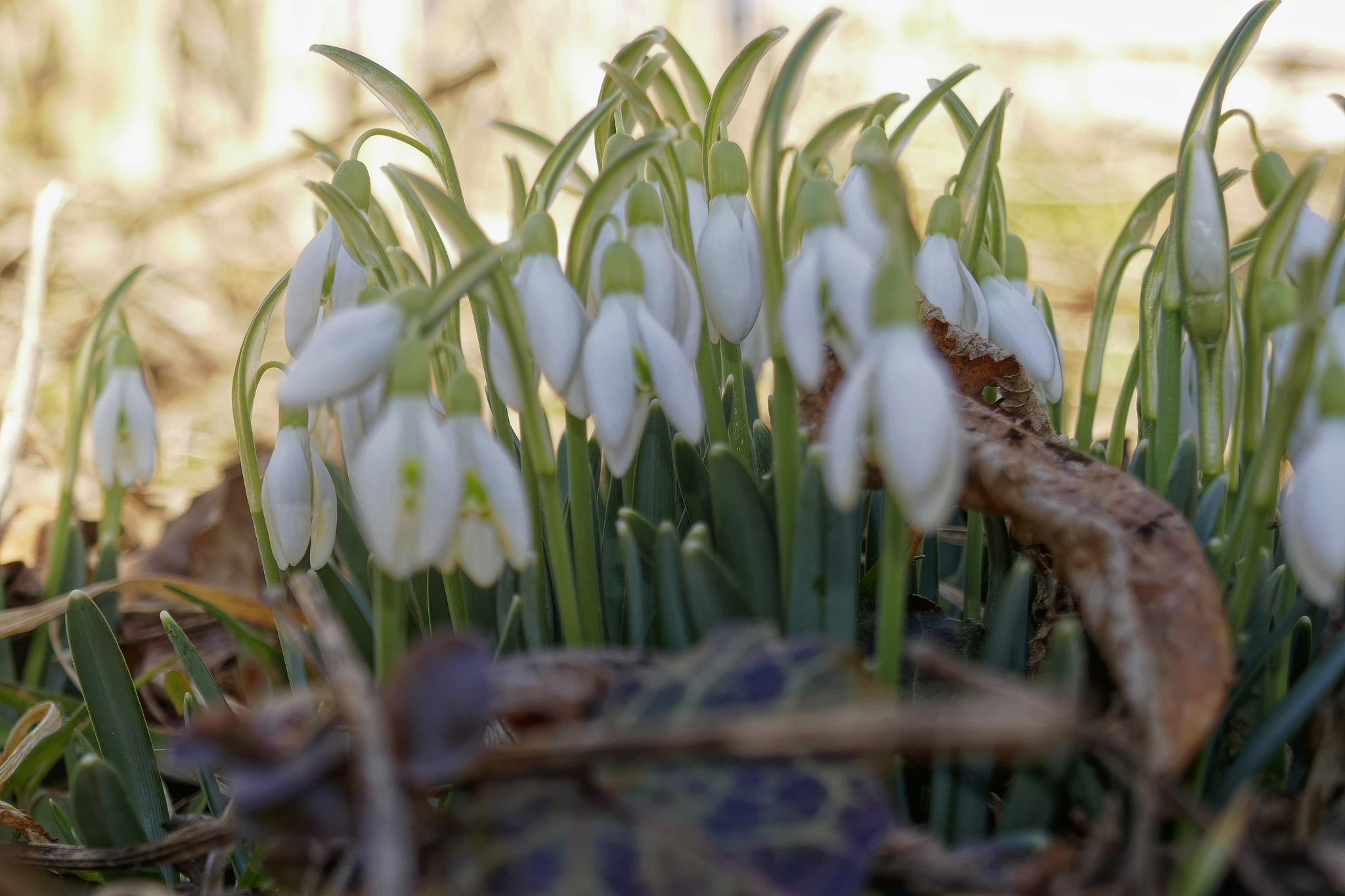 close-up of white flowering plants on field