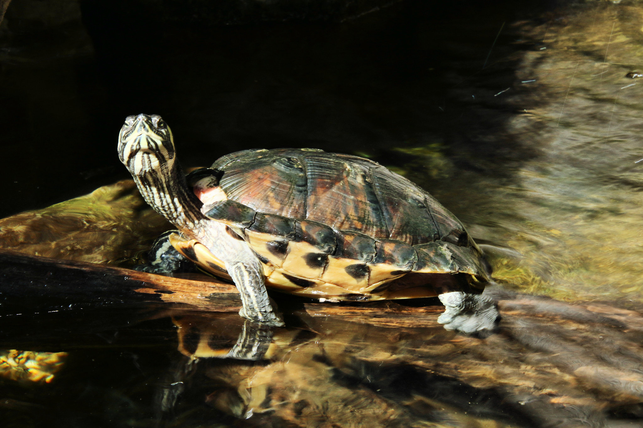 a picture of a turtle