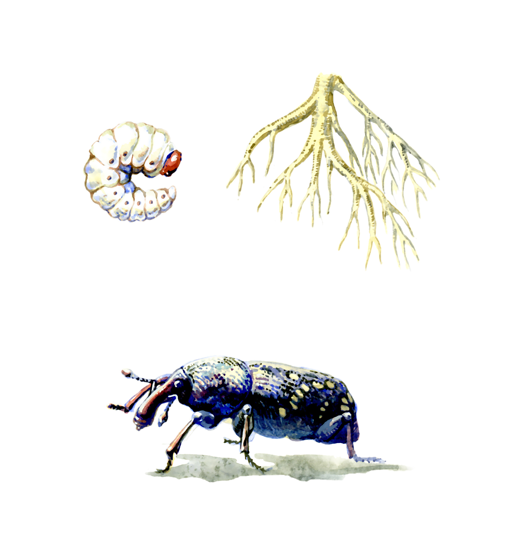 关于“有益寄主微生物”描述的建议