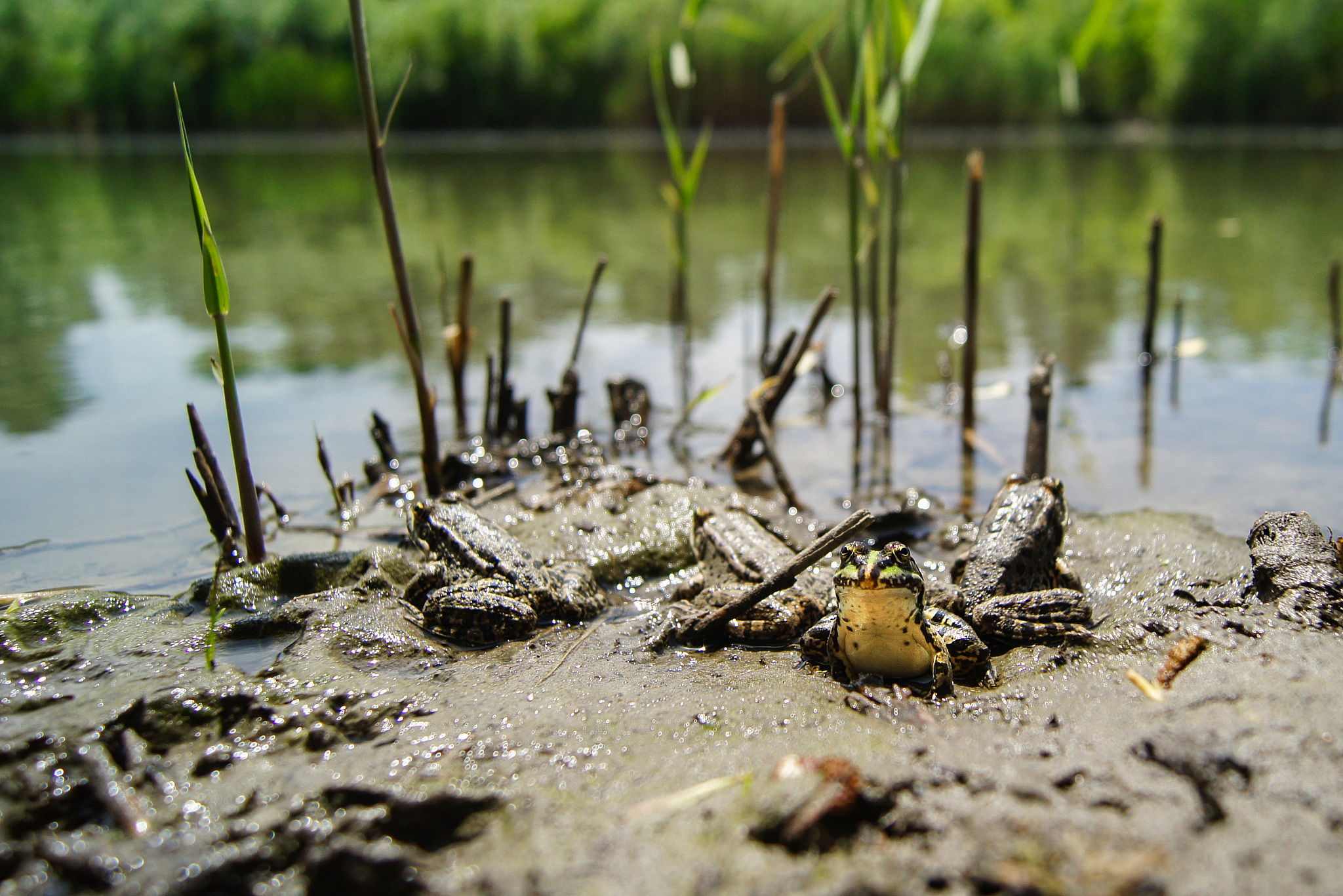 沙漠雨蛙的生存危机：人类活动如何破坏其生态环境