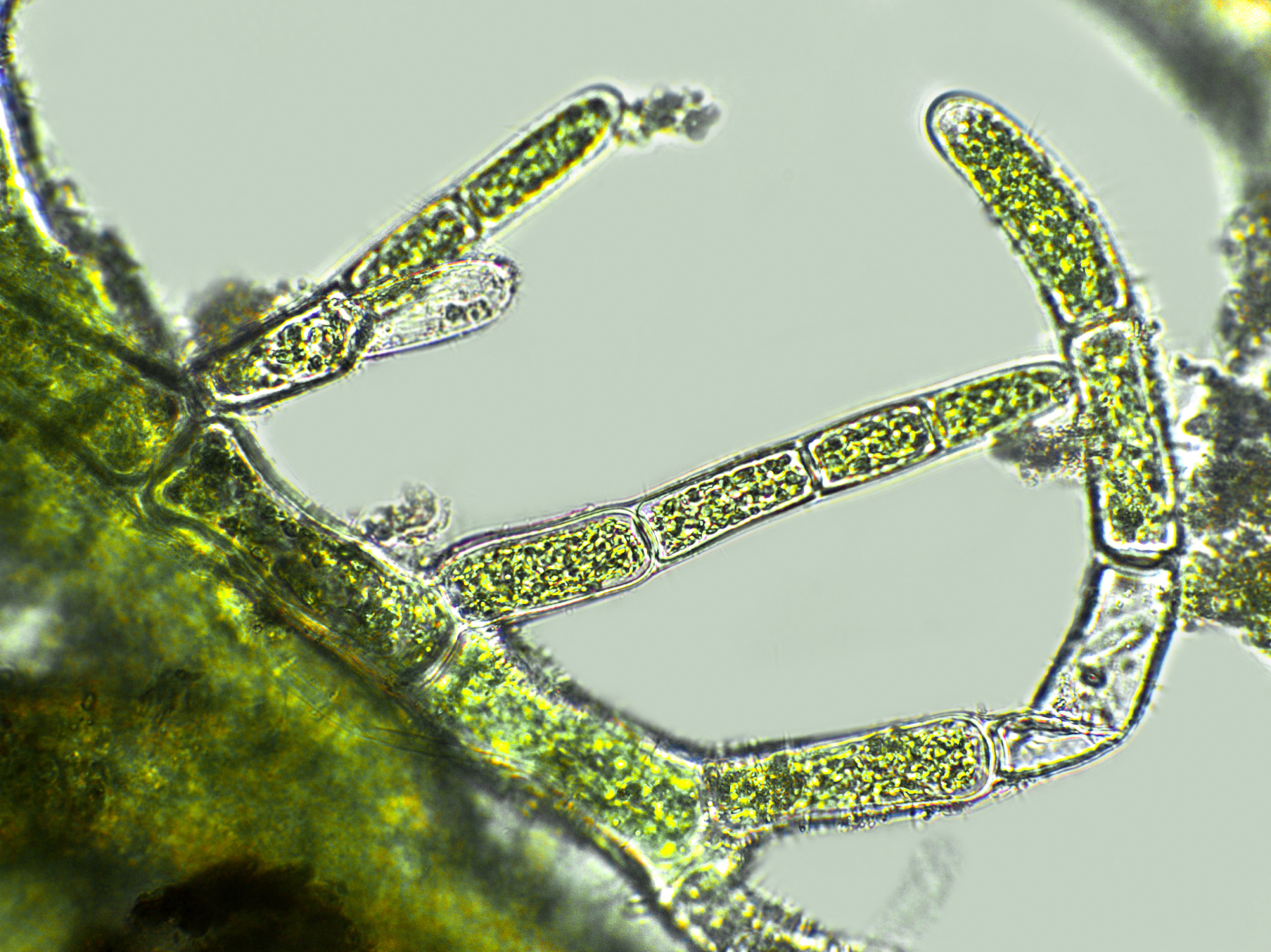 应用藻类学杂志 - 涵盖藻类学研究和应用的国际期刊