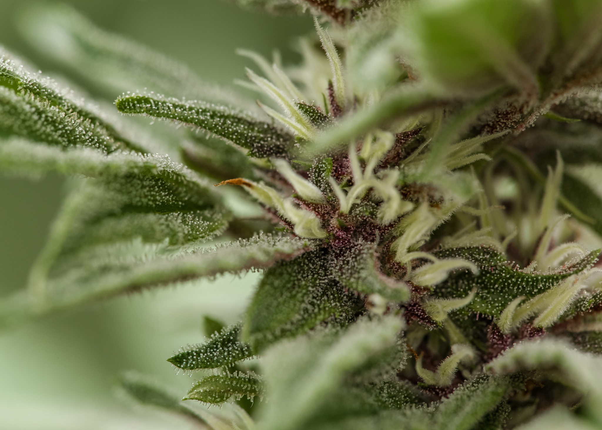 帮我把下面这段话用另一种表达方式表达：使用照片图应注意图片清晰度要好对比度要合适。图中需标注文字、数字或符号时 尽量使用电脑适当添加使图片清楚、美观、协调并提供电子文件;不能使用电脑编辑加工的应另外用纸画图标示不要直接写画在图上。实物照片涉及尺寸者比例尺应同时照排。