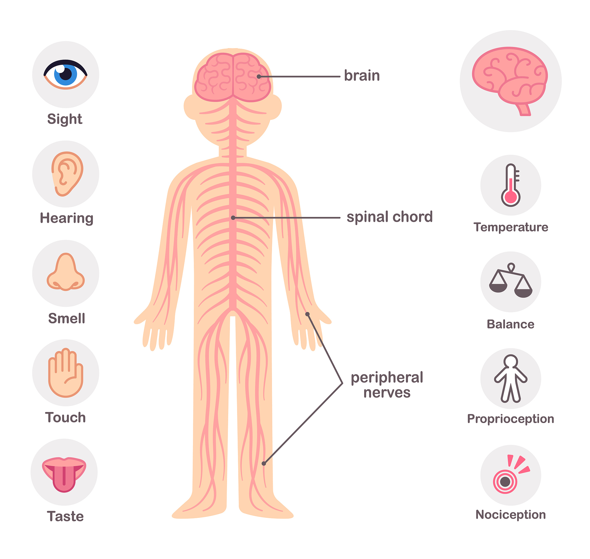 动物脊柱测力测试：评估力量、稳定性和神经系统功能