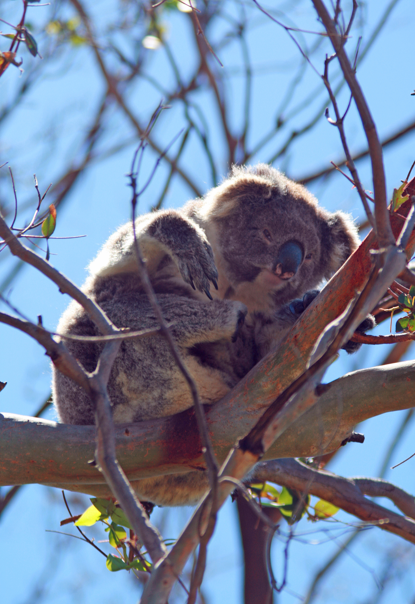 koala bear in the wild in the eucalyptus trees on cape otway in 